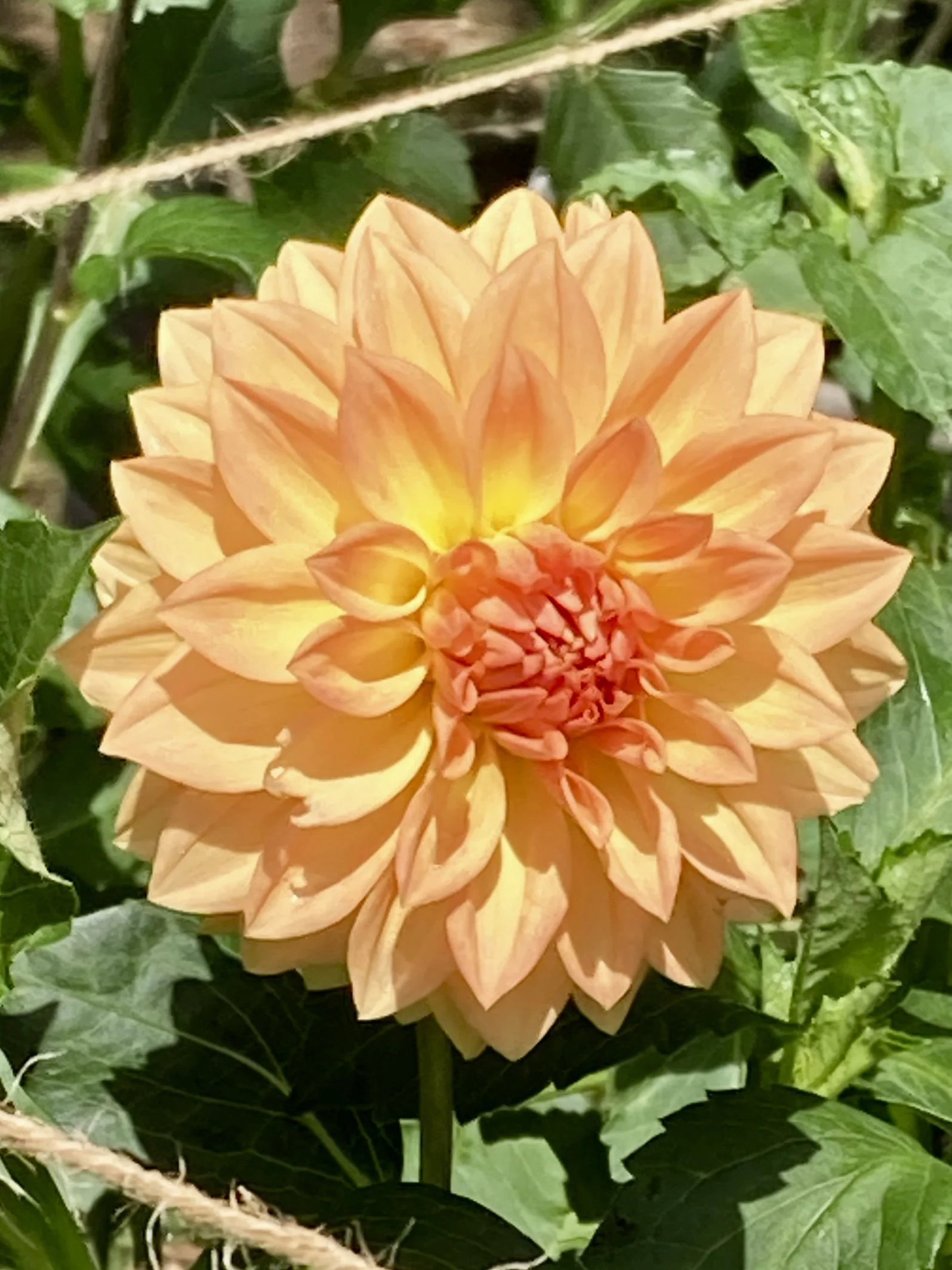 Dahlia Obsession Dahlia Dahliaobsession Tubers For Sale Dahlia Dahlia Obsession Dahlia Dahliaobsession Tubers For Sale Dahlia