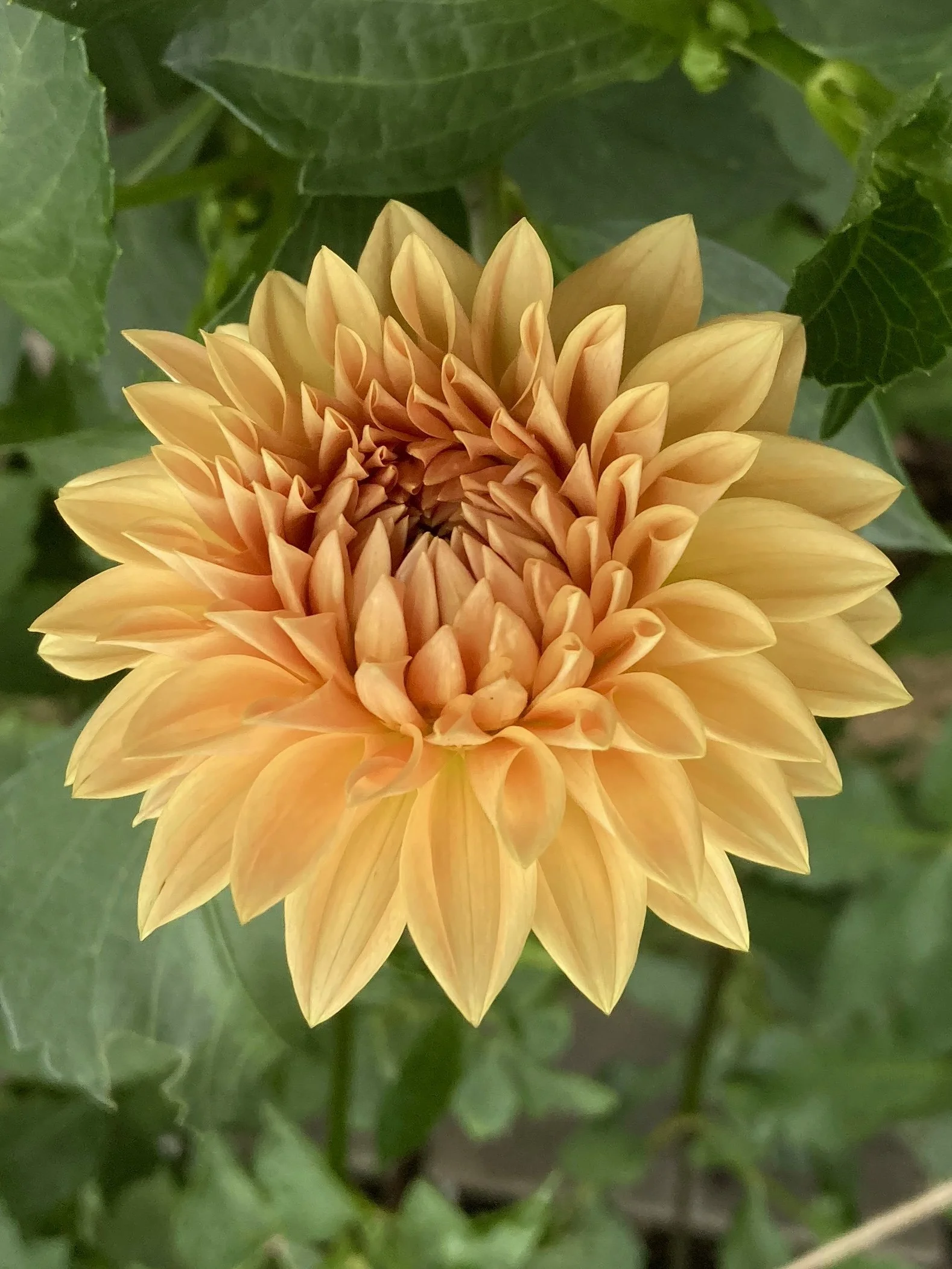 Dahlia Obsession. dahlia. tubers for sale. dahlia