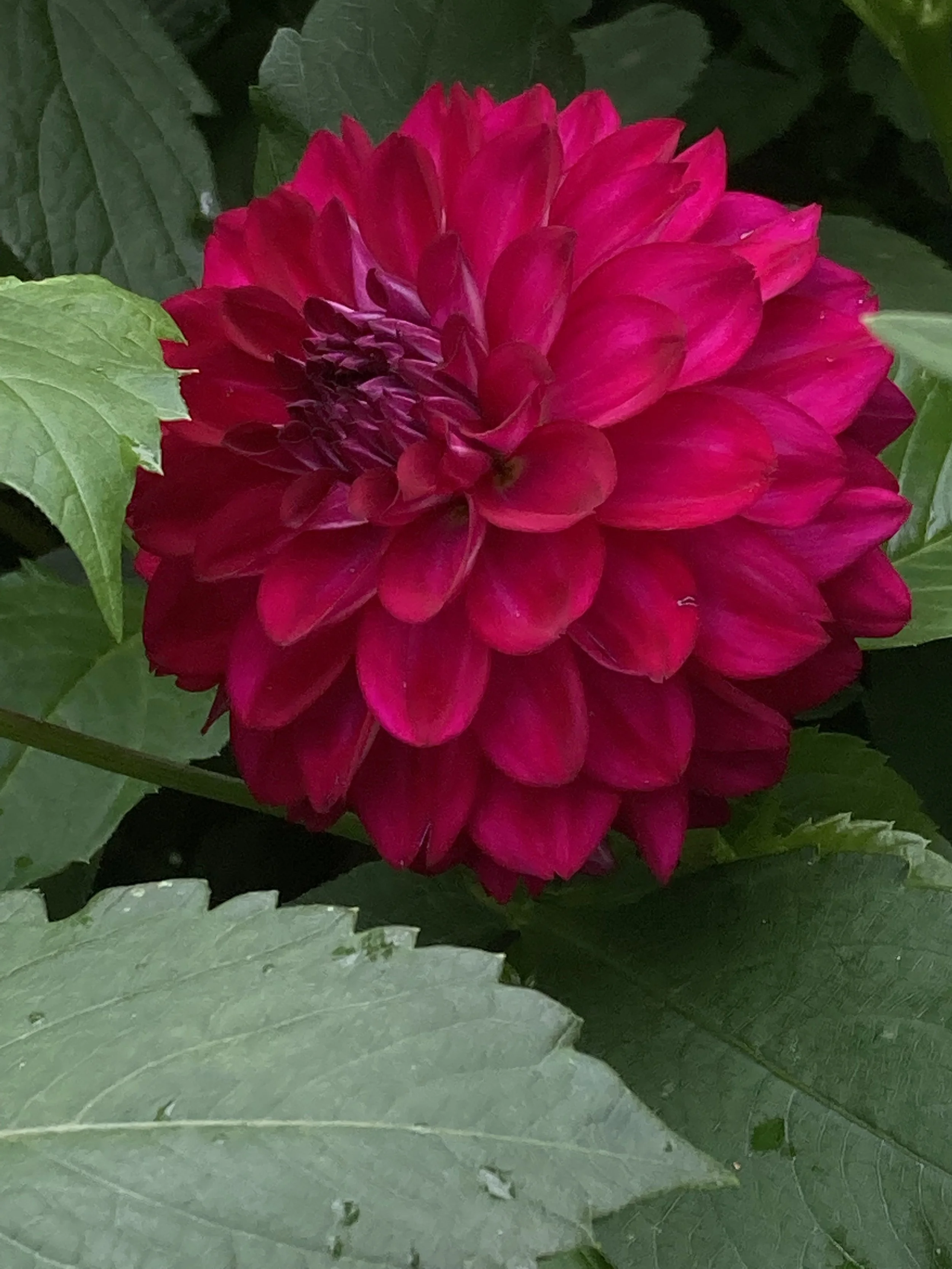 LUPIN CHRIS — Dahlia Obsession