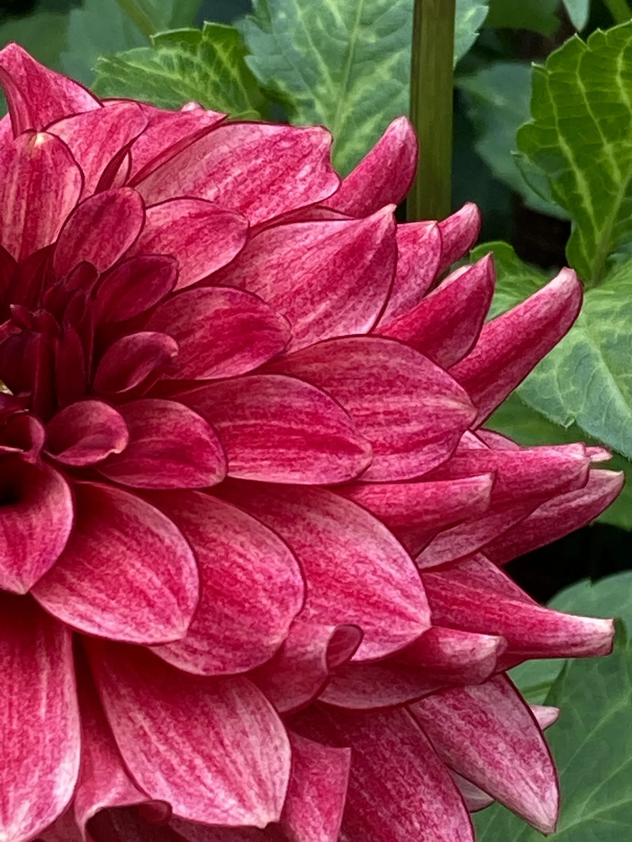 NFORCE — Dahlia Obsession