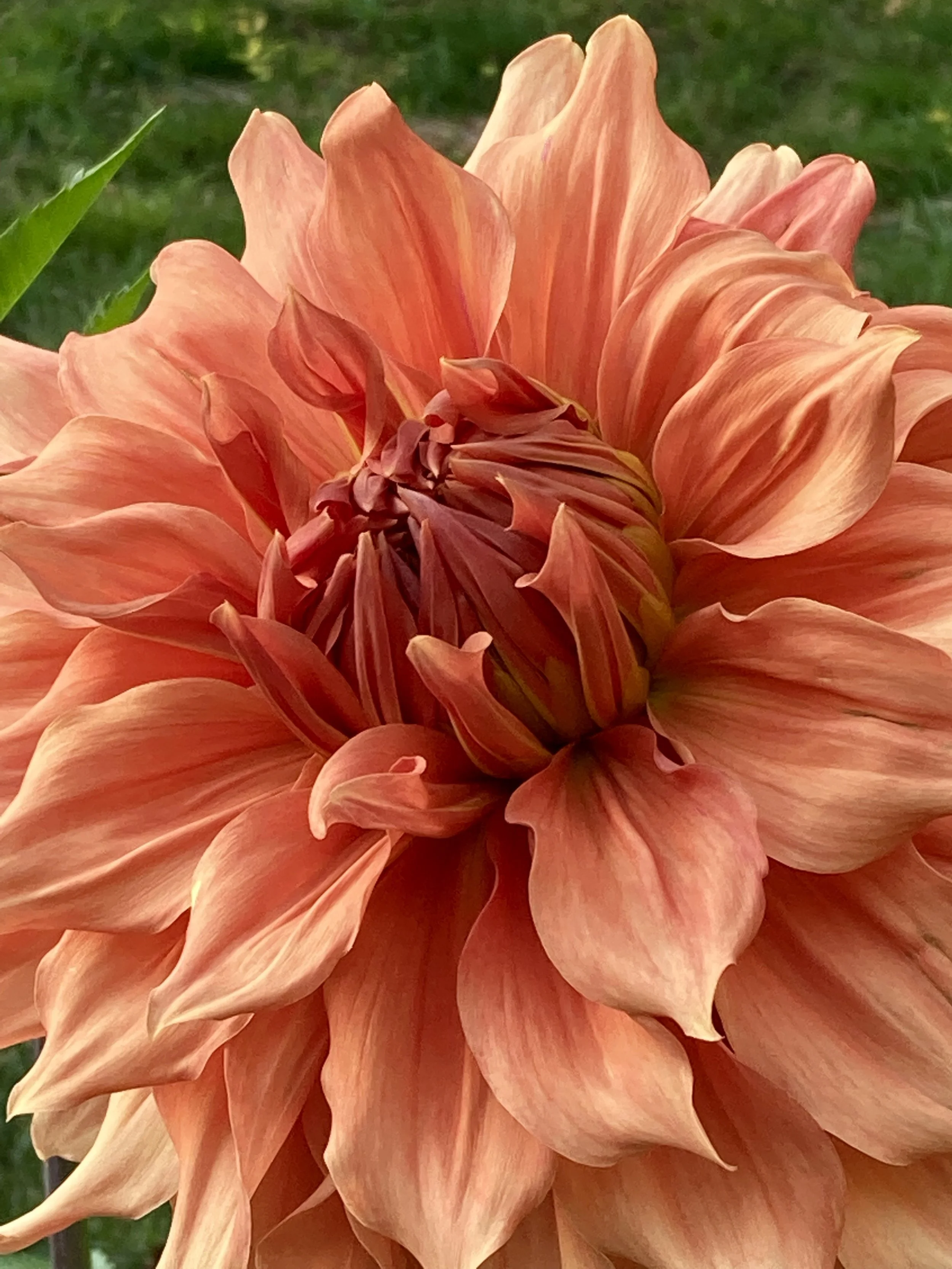 SIERRA GLOW — Dahlia Obsession