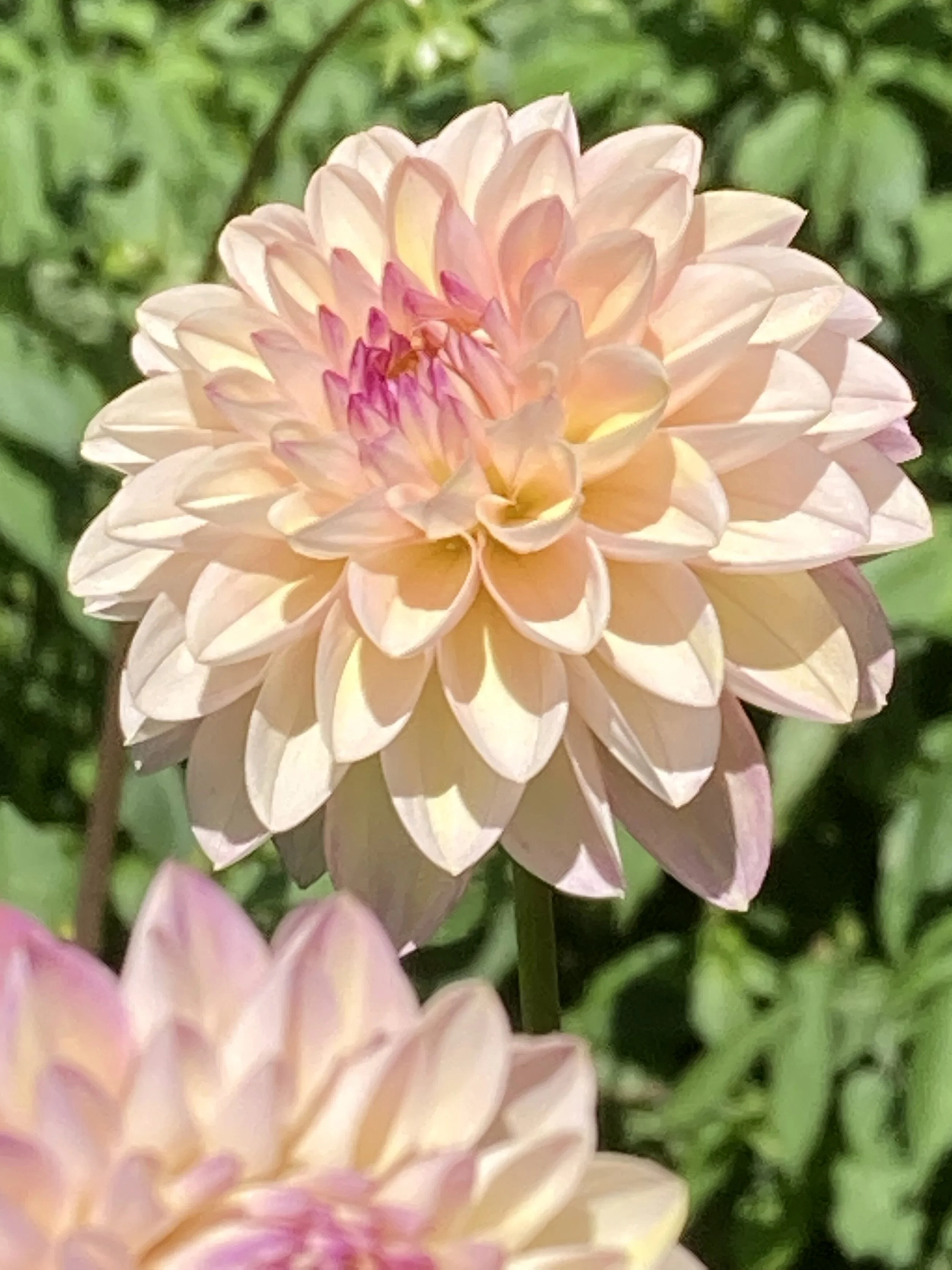 WINE EYED JILL — Dahlia Obsession