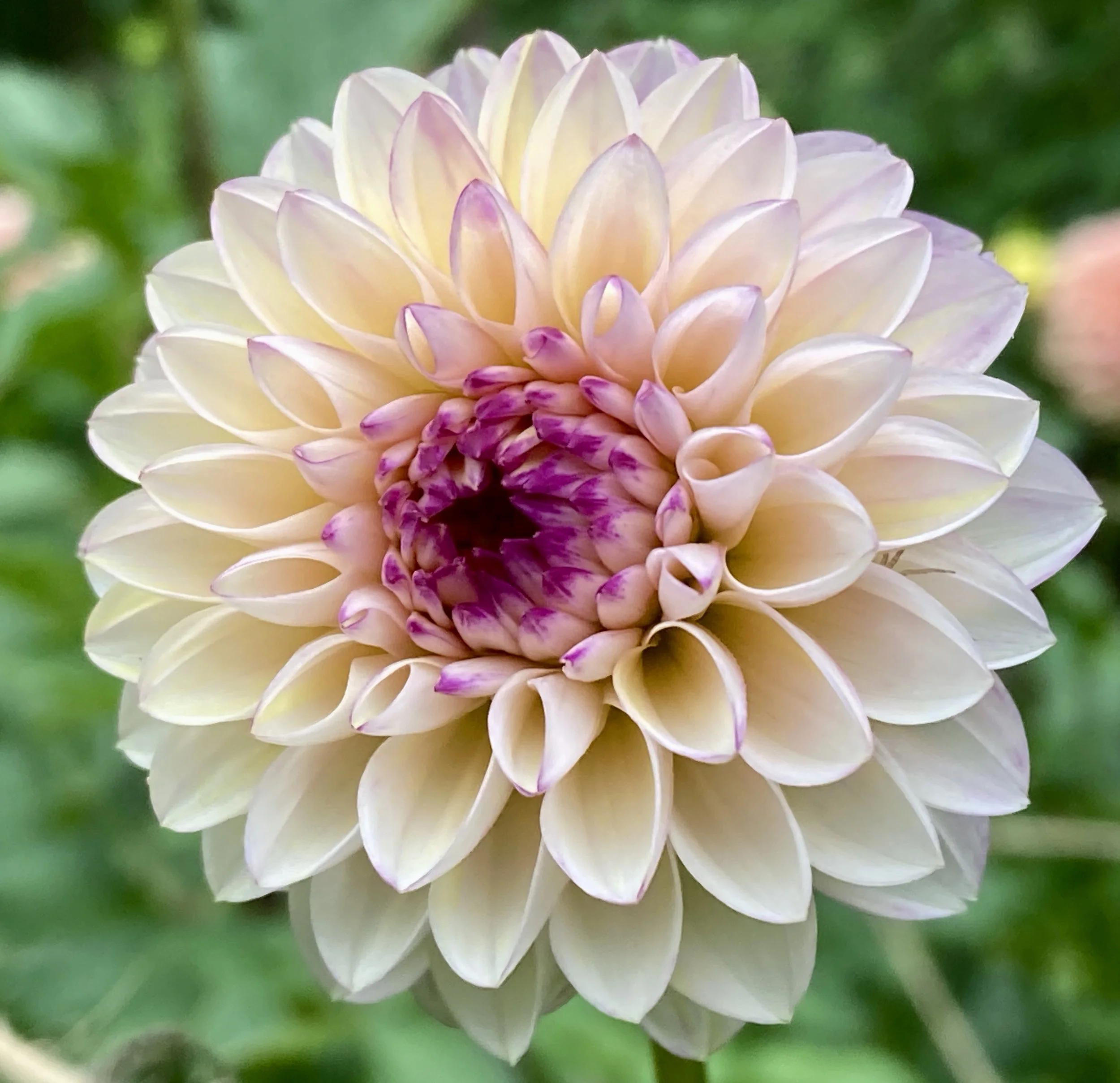 WINE EYED JILL — Dahlia Obsession