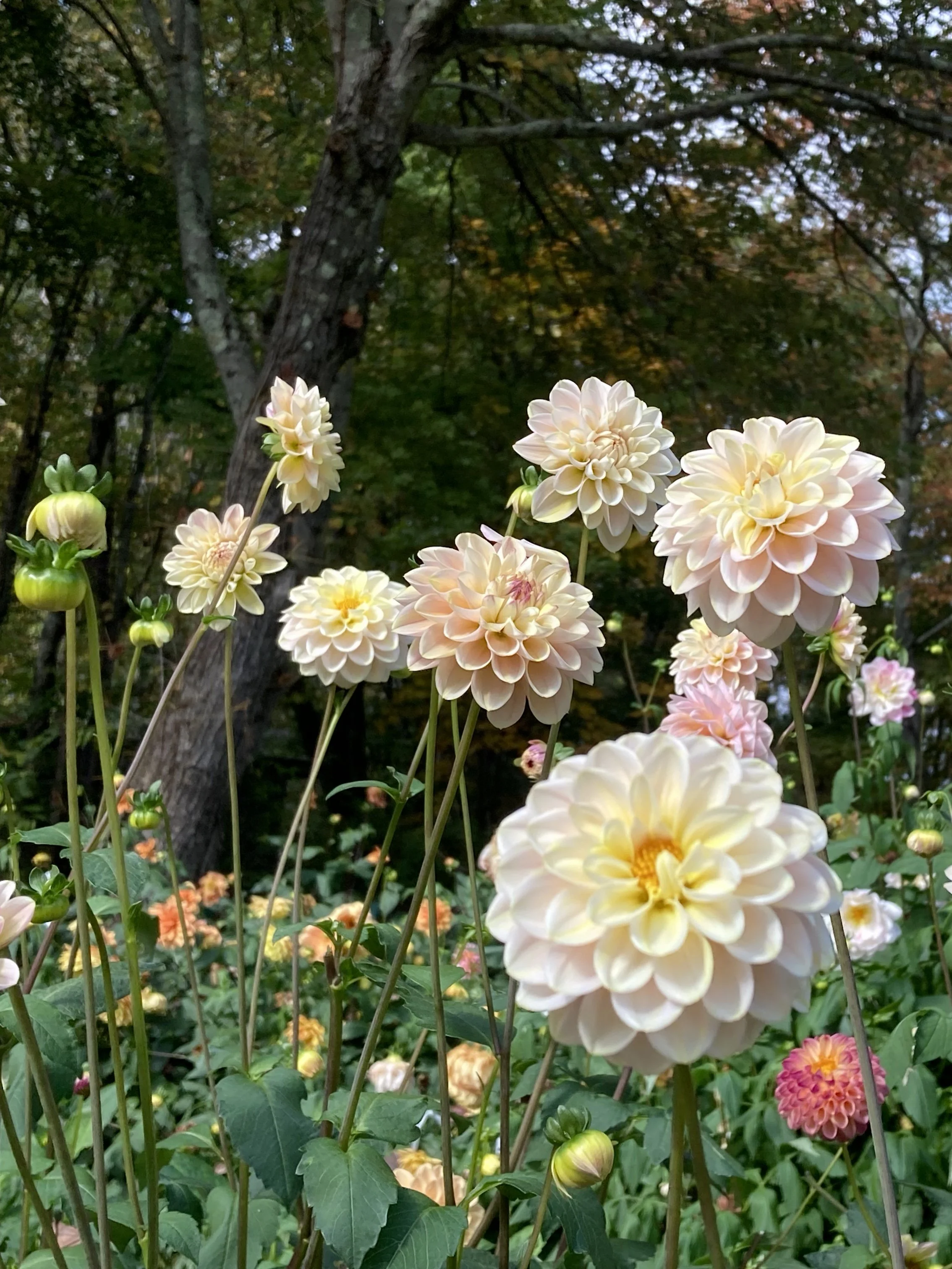 WINE EYED JILL — Dahlia Obsession