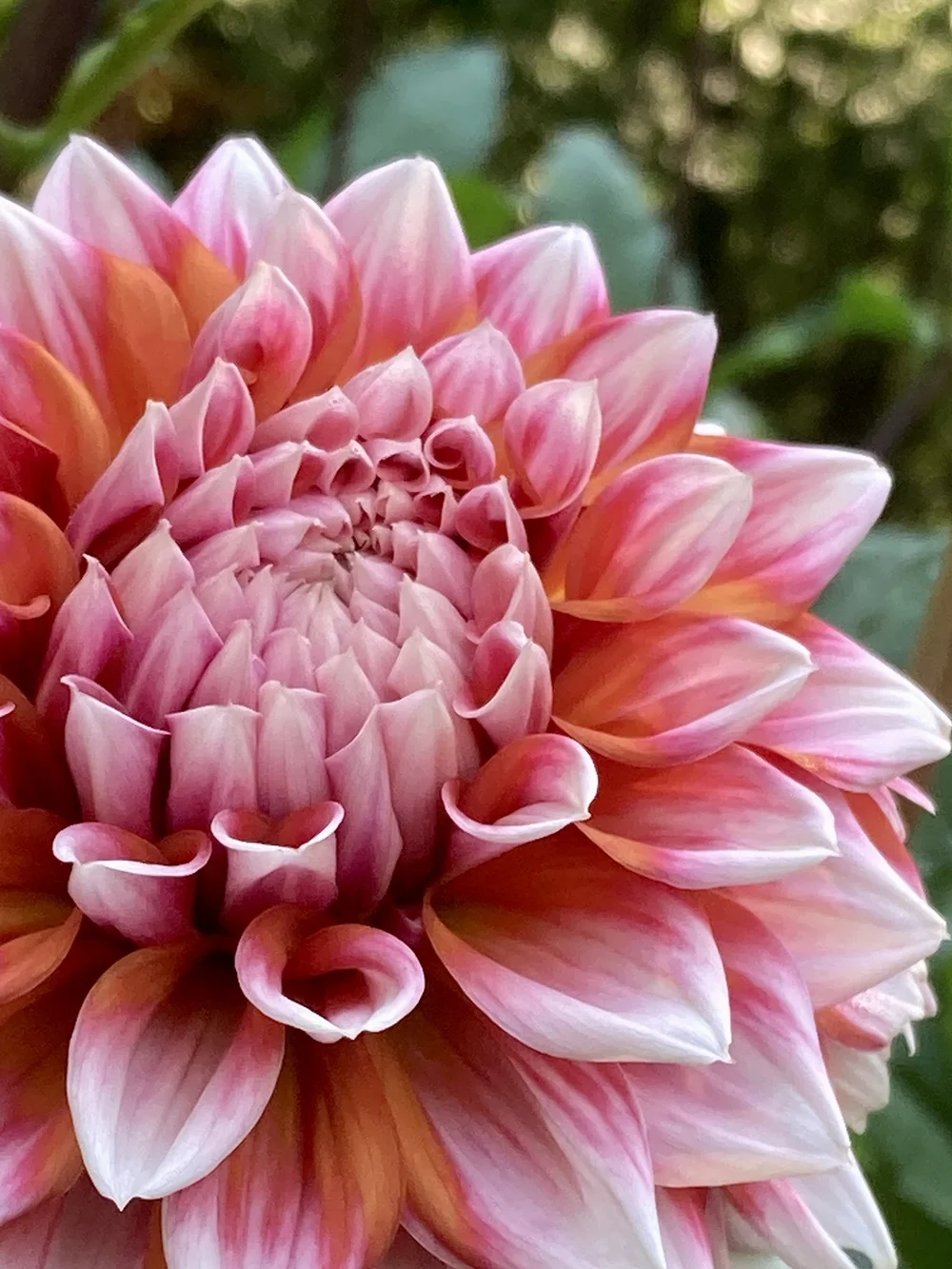 dahlia 