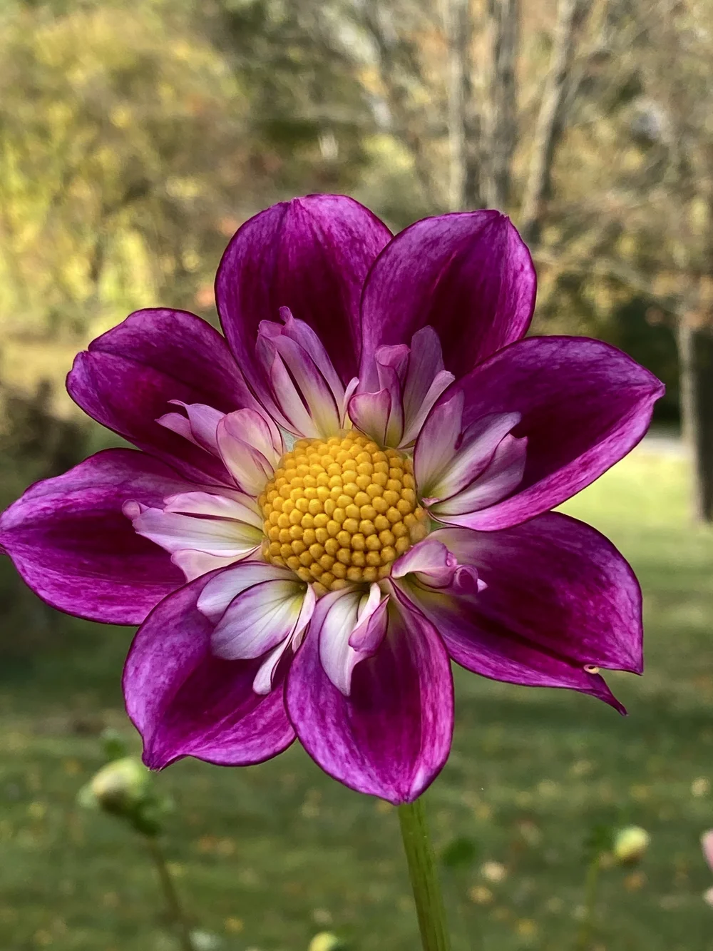 Verrone's Sarah Sherman — Dahlia Obsession