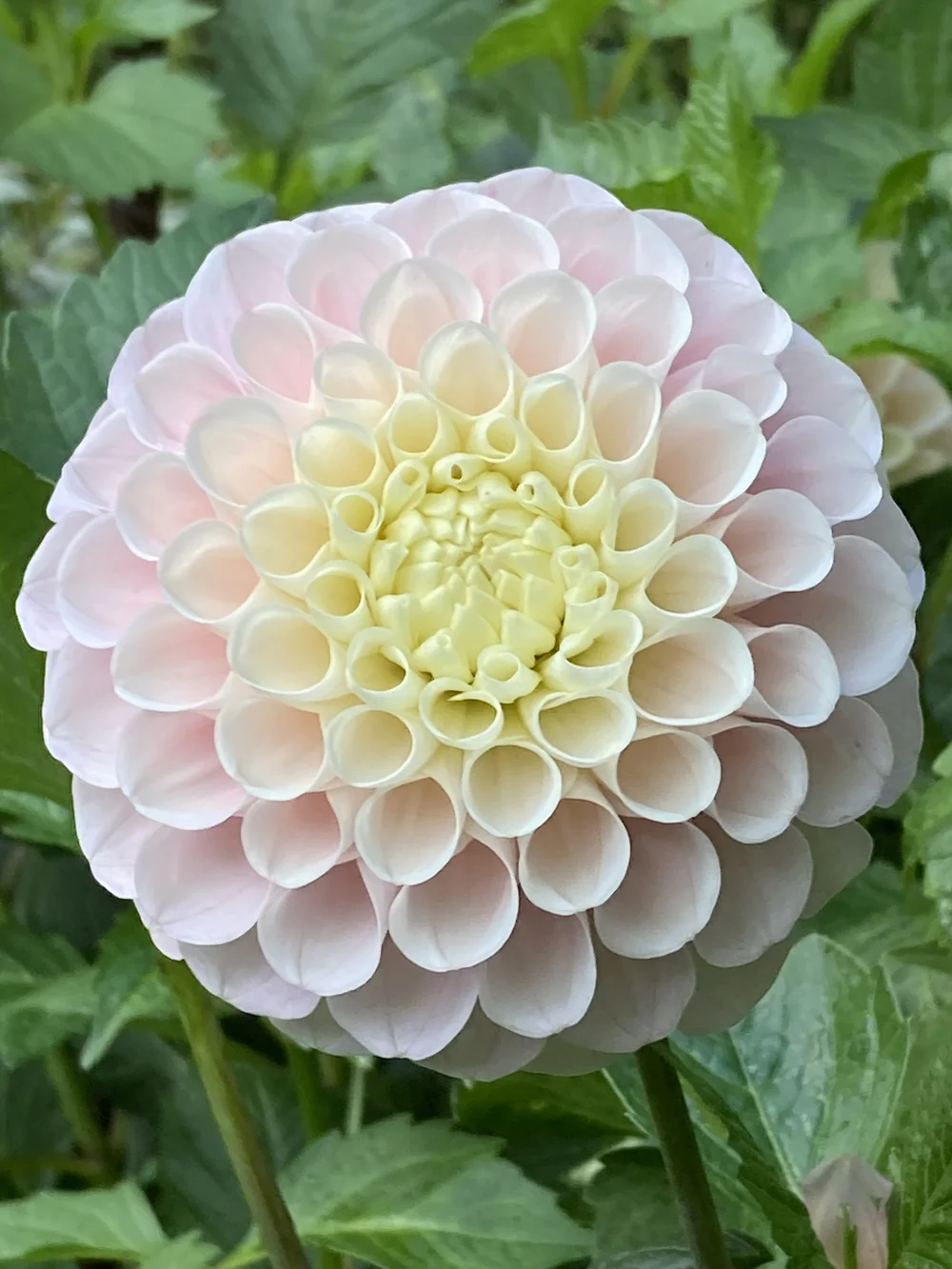 ＊Dahlia＊ページ KA's™ Lavender Blush dahlia tuber for sale - Pedaling Petals