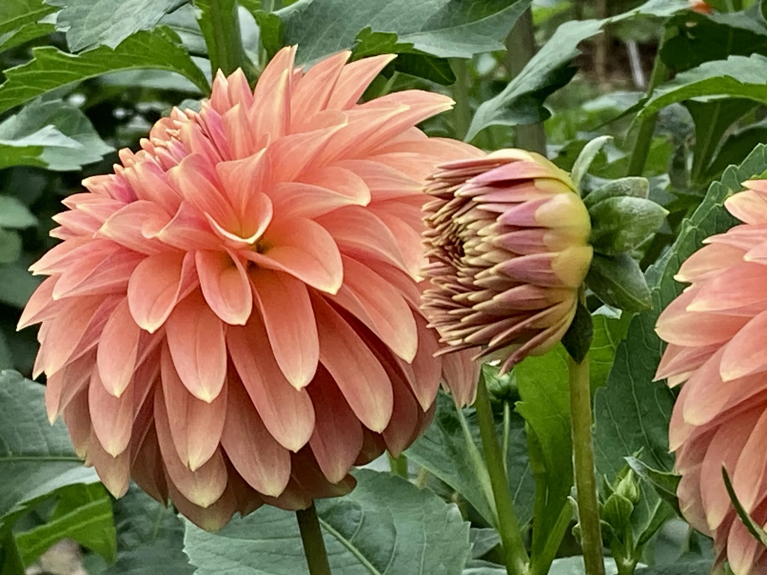 ✳︎ dahlia ✳︎様ご相談用ページ dahlia 