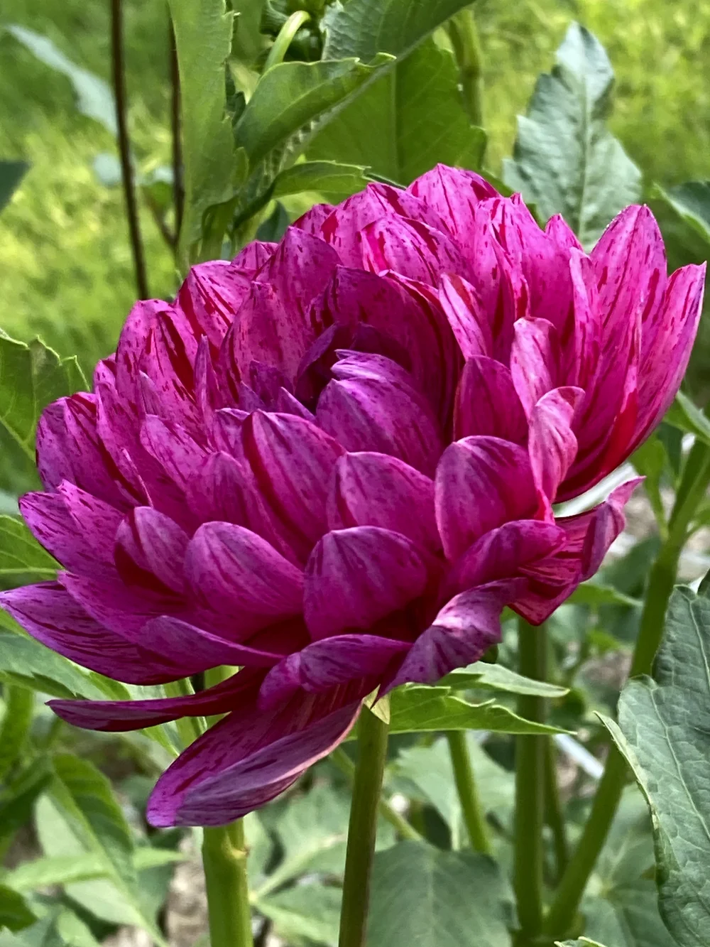 dahlia 