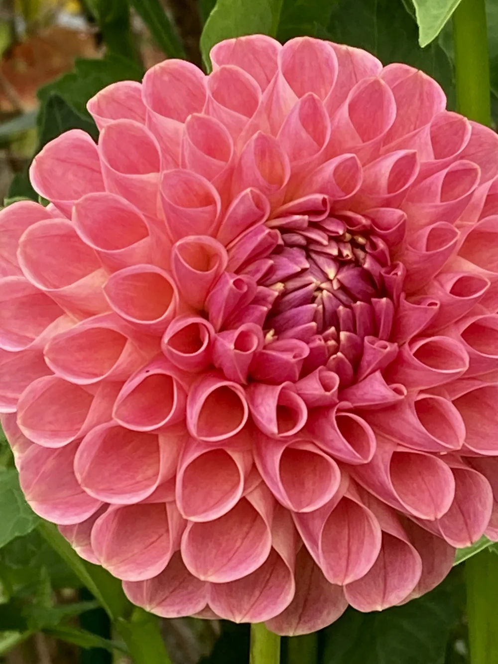 CLEARVIEW PEACHY — Dahlia Obsession