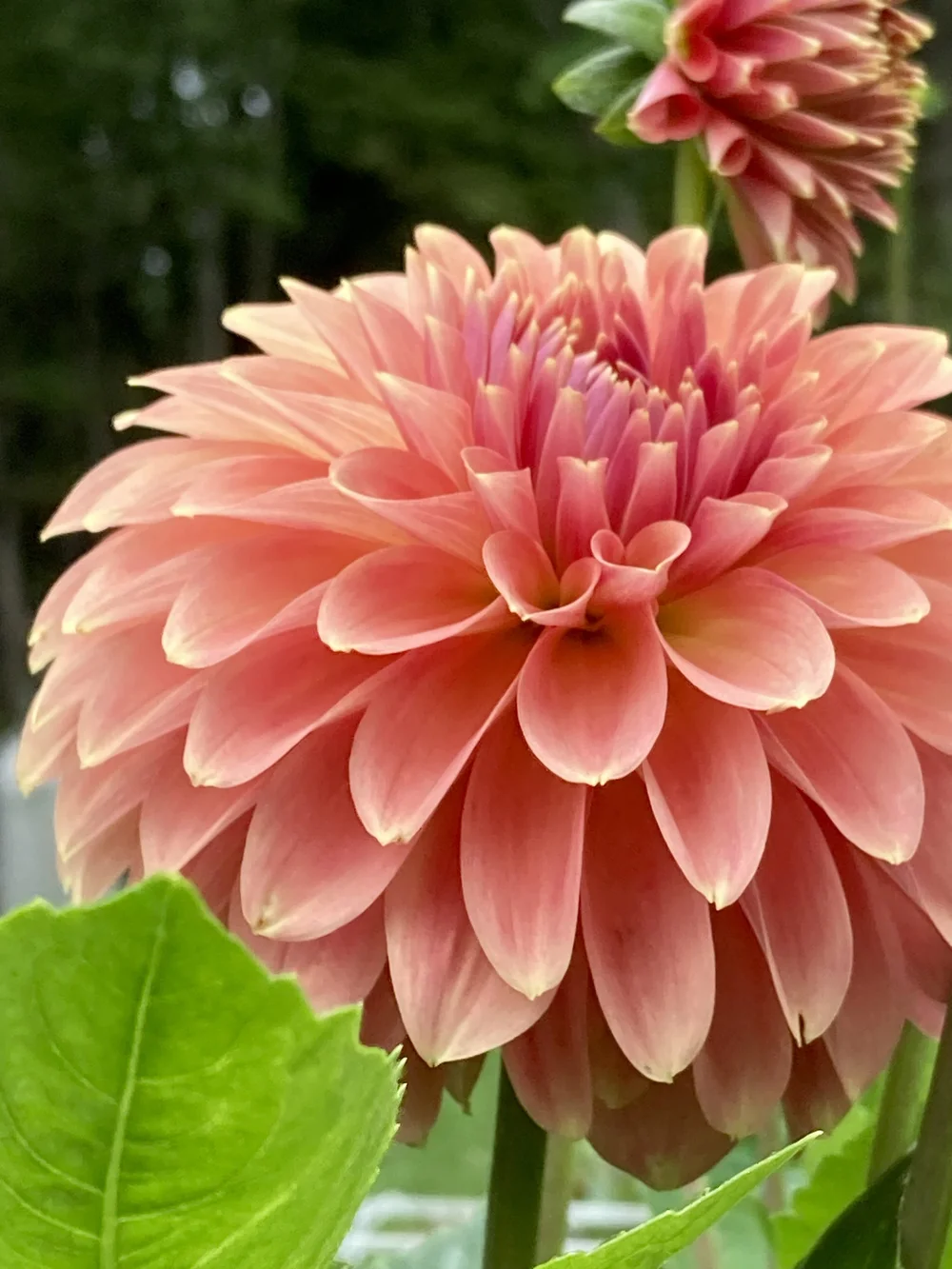 dahlia 