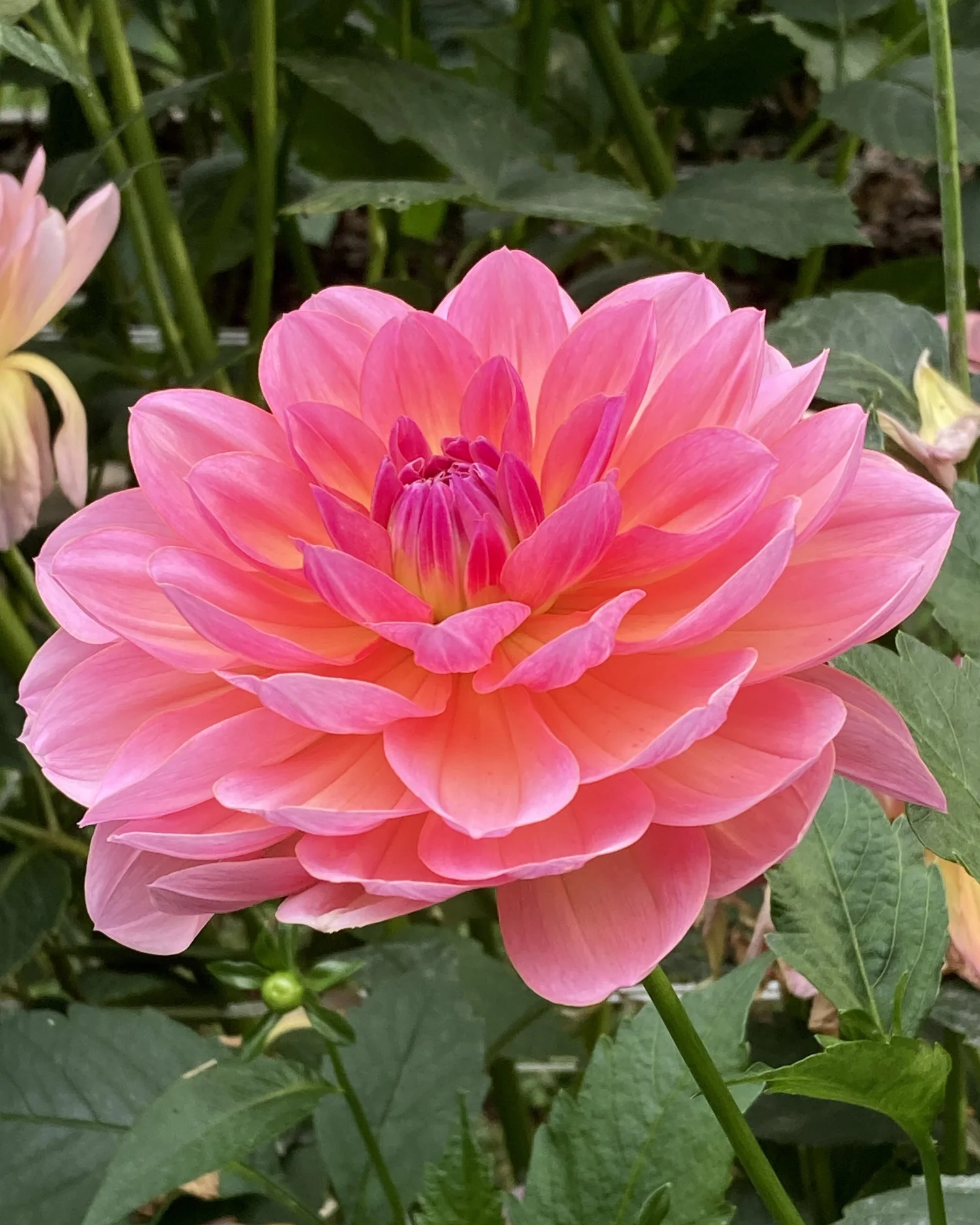 dahlia 