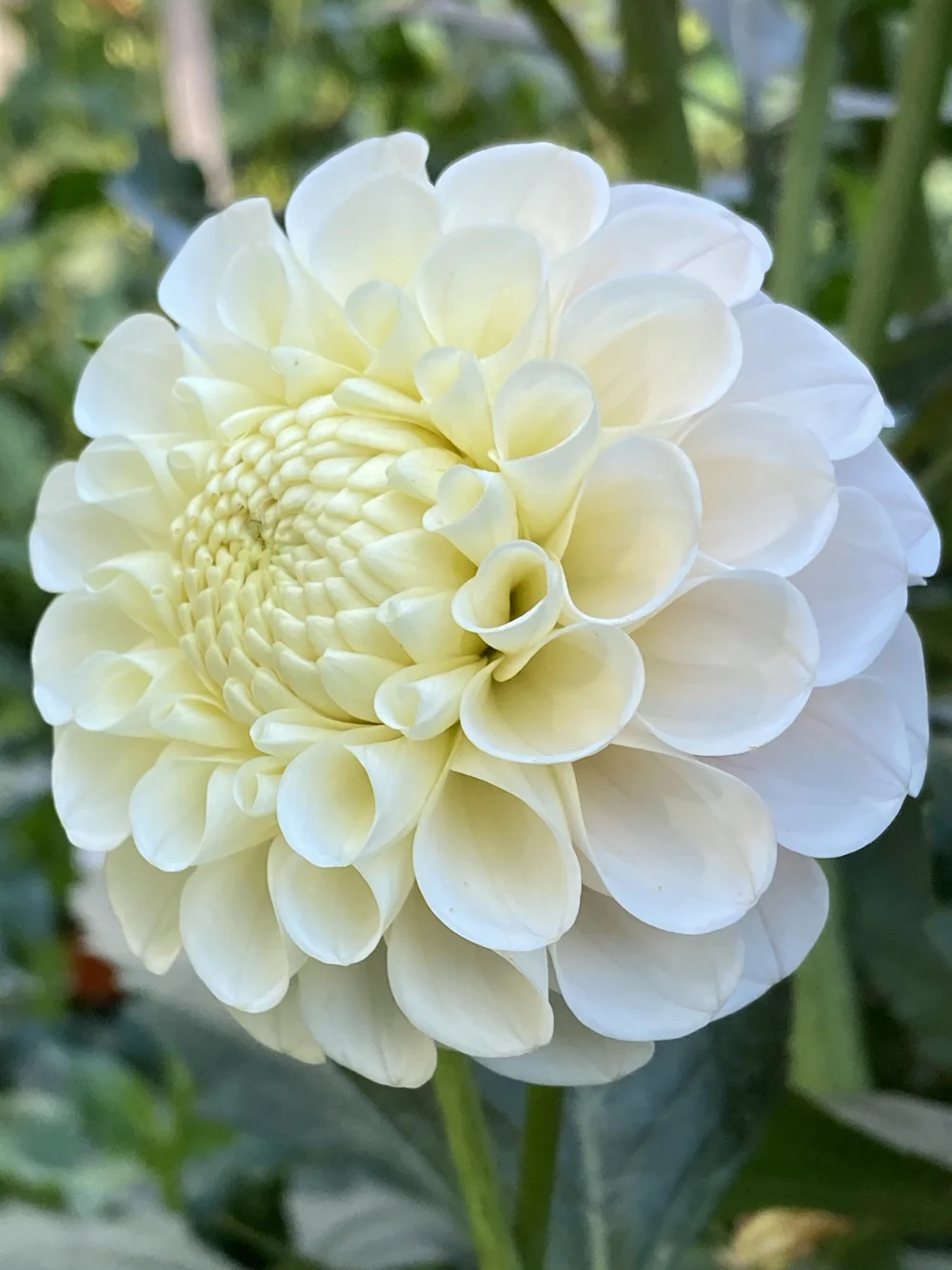 Ｄahlia☆ dahlia 
