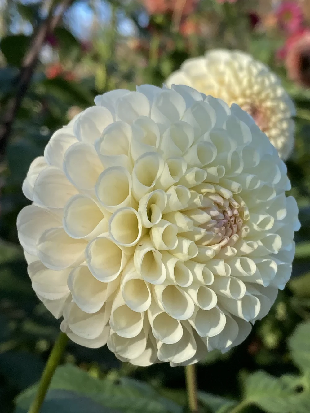 その他 Dahlia, Idyllic Dreamer CSR Dahlia, Idyllic Dreamer CSR
