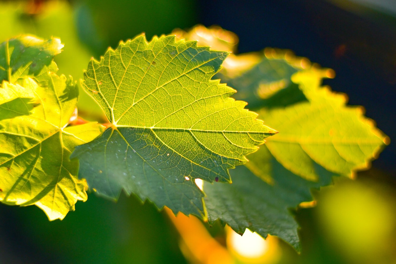 Our Instructors — Bright Leaf Vineyard