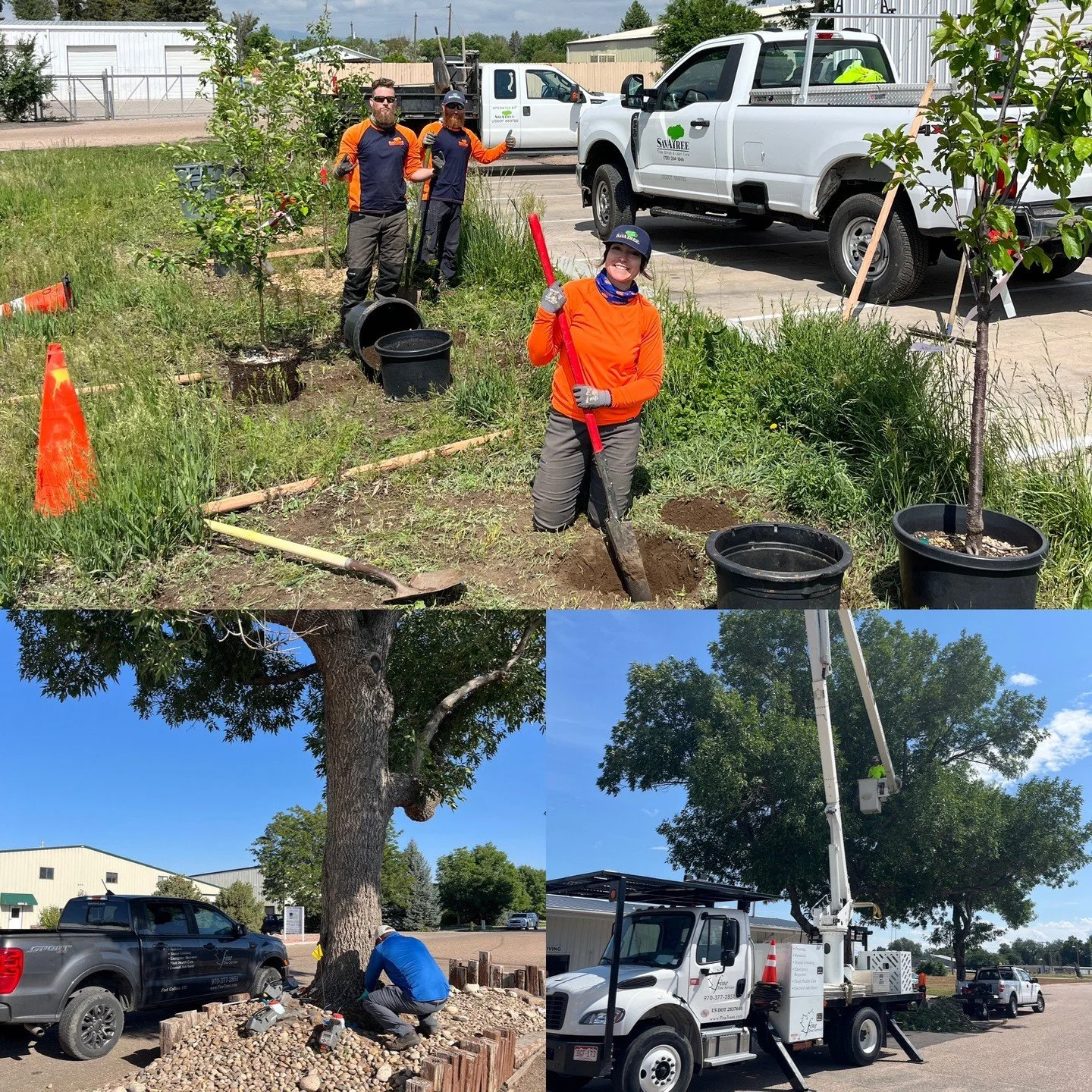 Big ole round of applause for two of Northern Colorado&rsquo;s finest tree companies!⁠
Our neighbor Fine Tree Service has pruned, injected and installed supports for our ash trees!⁠
SavATree @savatree_official donated and planted 8 beautiful fruit tr