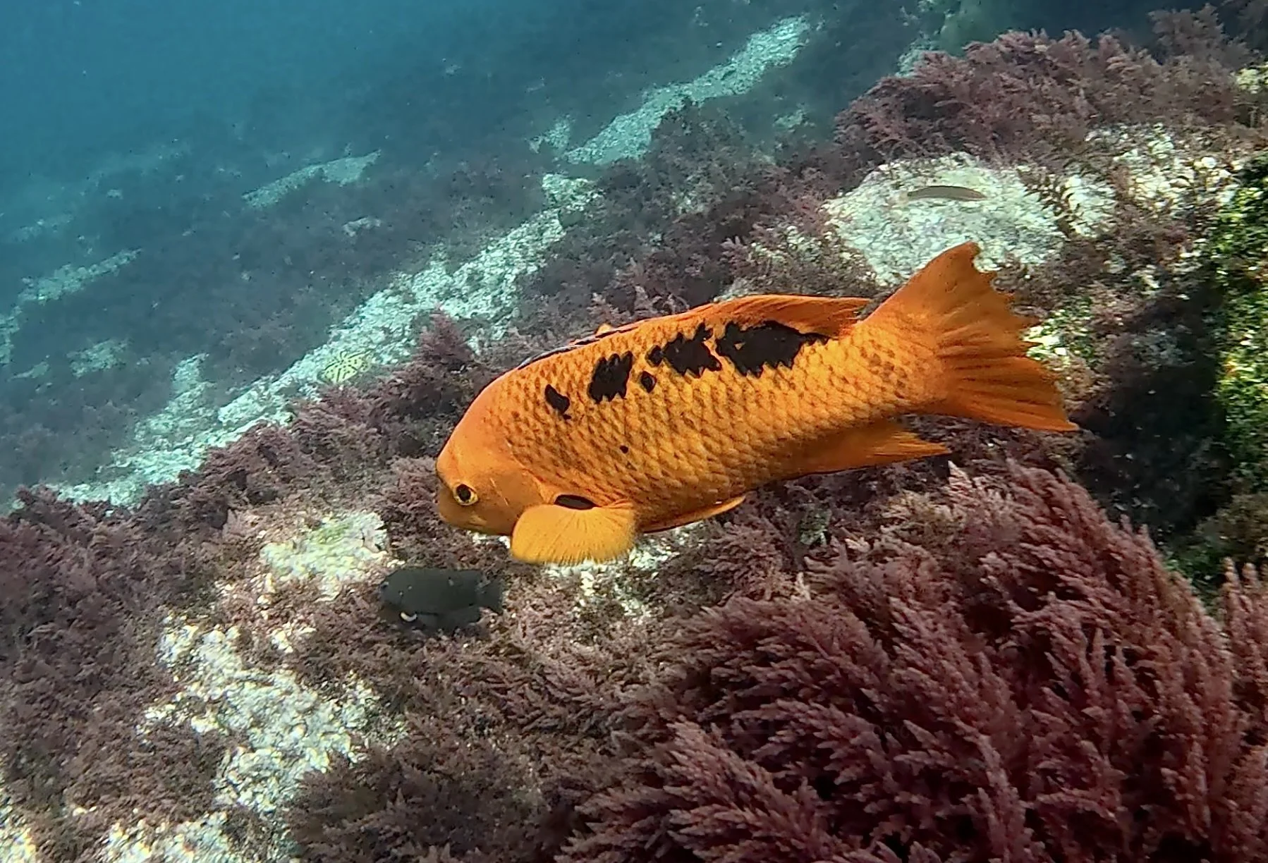 Screenshot 2025-11-27 at 12.42.03 PM.jpeg