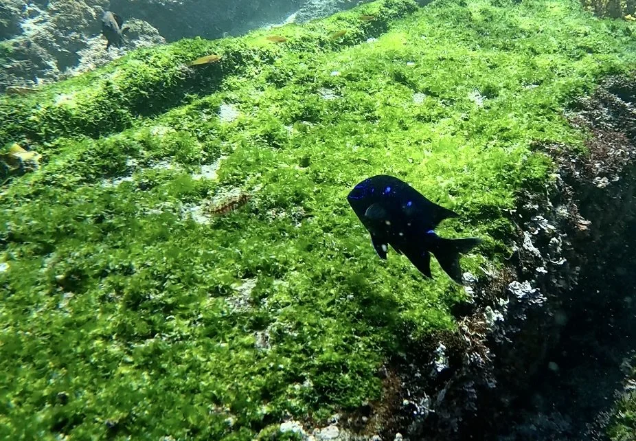 Screenshot 2026-01-08 at 3.52.37 PM.jpeg