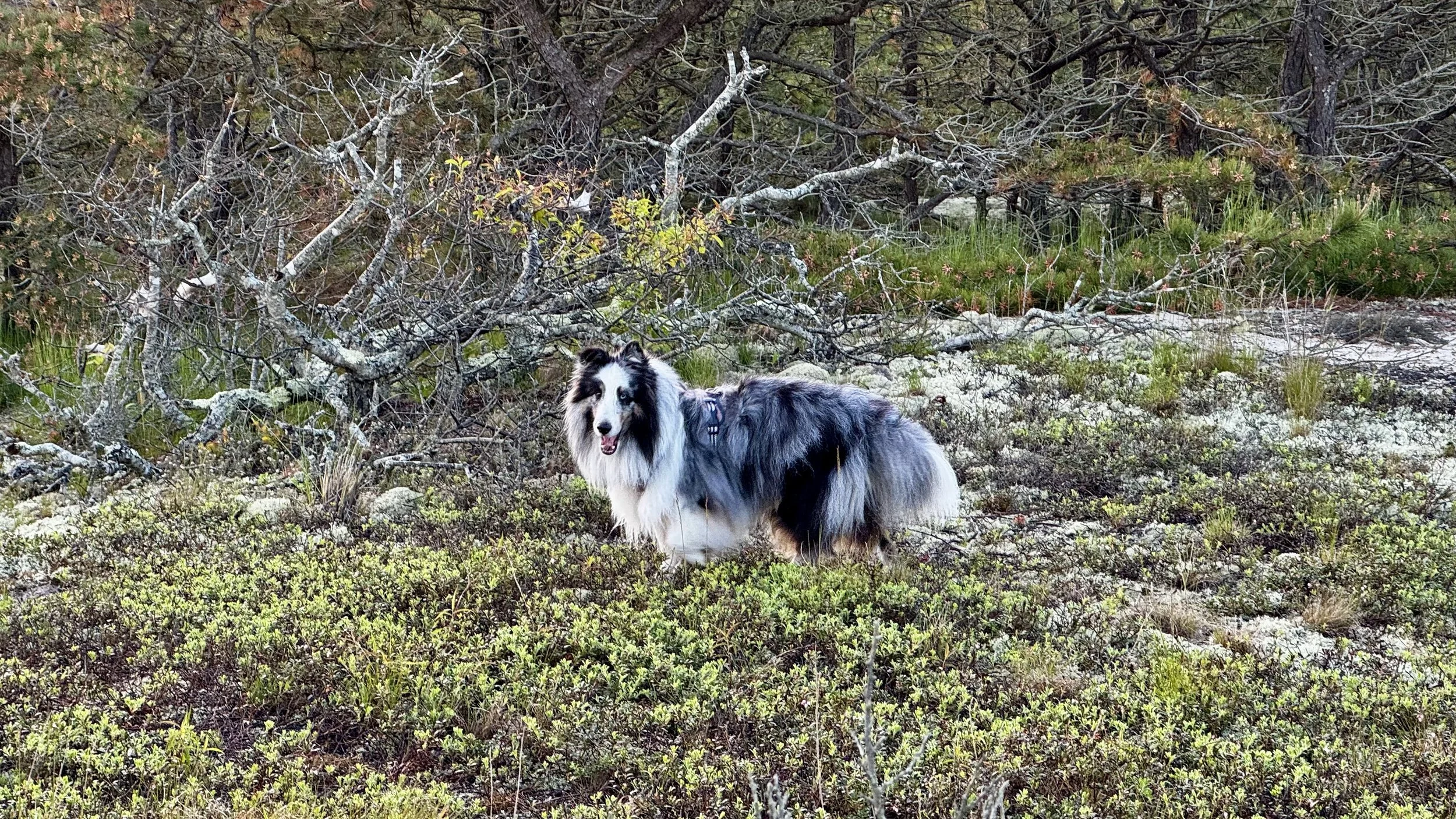 IMG_5166.jpeg
