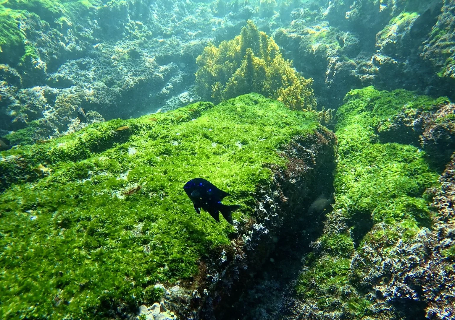 Screenshot 2026-01-08 at 3.52.37 PM.jpeg