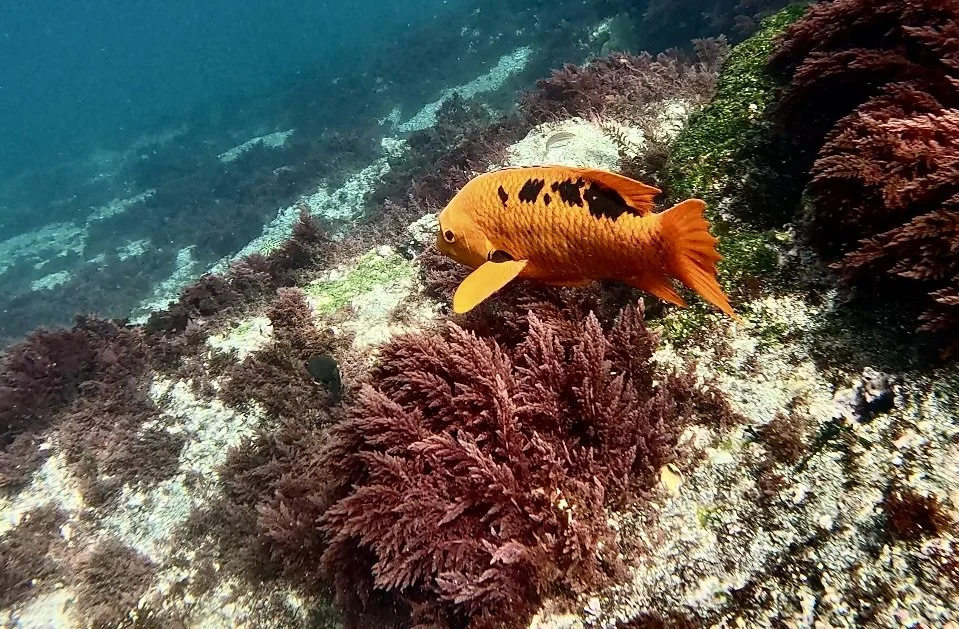 Screenshot 2025-10-28 at 3.22.01 PM.jpeg