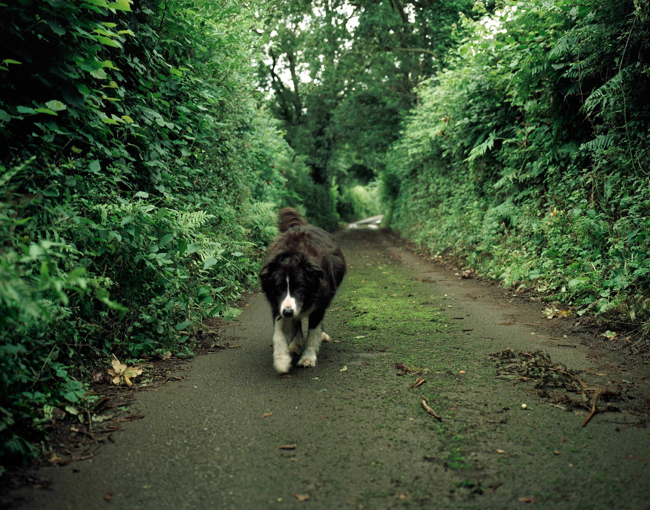 AB_Wales_026_farm-dog.jpg