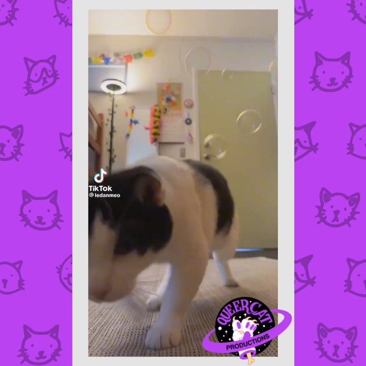Happy Friday! We&rsquo;ve got all new #CatToks to celebrate! 🌷😻

[ID 1: A video from @/ledanmeo of a black and white cat in a living room trilling at and jumping after bubbles. The camera person sweetly mimics their trilling and laughs.

2: @/jolie