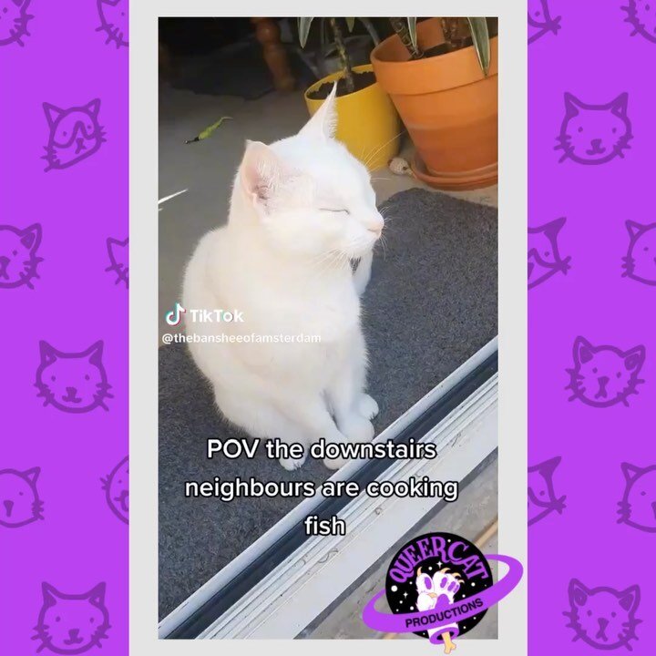 We&rsquo;re back with a brand mew roundup of our favorite #CatToks this week! 💐🐈

[ID 1: @/thebansheeofamsterdam&rsquo;s video of a white cat sniffing the air intently with closed eyes as gentle instrumental plays. A voiceover with corresponding te