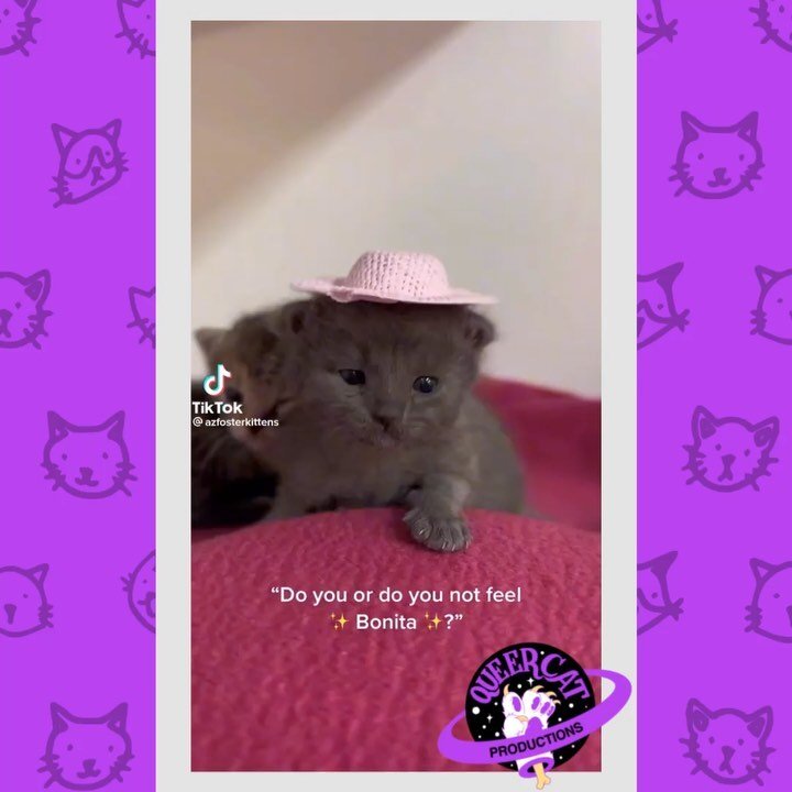 We&rsquo;re celebrating the start of the weekend with a fresh batch of our favorite #CatToks this week! 🐱🌷

[ID 1: @/azfosterkittens&rsquo; video of two  small kittens on a fuzzy blanket; one is wearing a tiny pink hat as an audio clip plays with c