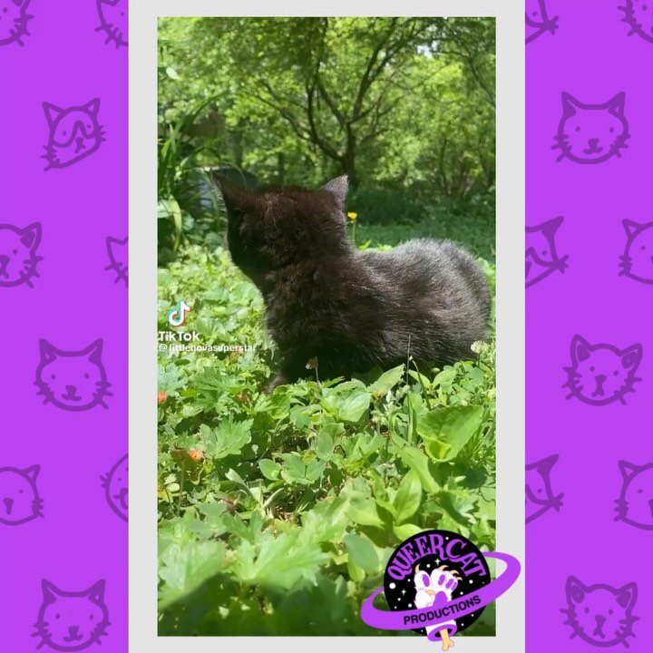 It&rsquo;s Friday, and that means all new #CatToks are HERE! ☀️😽

[ID 1: @/littlenovasuperstar&rsquo;s compilation of a teeny black kitten enjoying the sunshine rolling around in the grass. Happy instrumental music plays in the background.

2: @arii