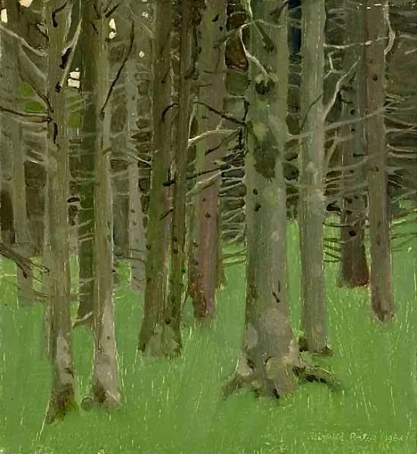 Spruces 1964 (24 x 22)