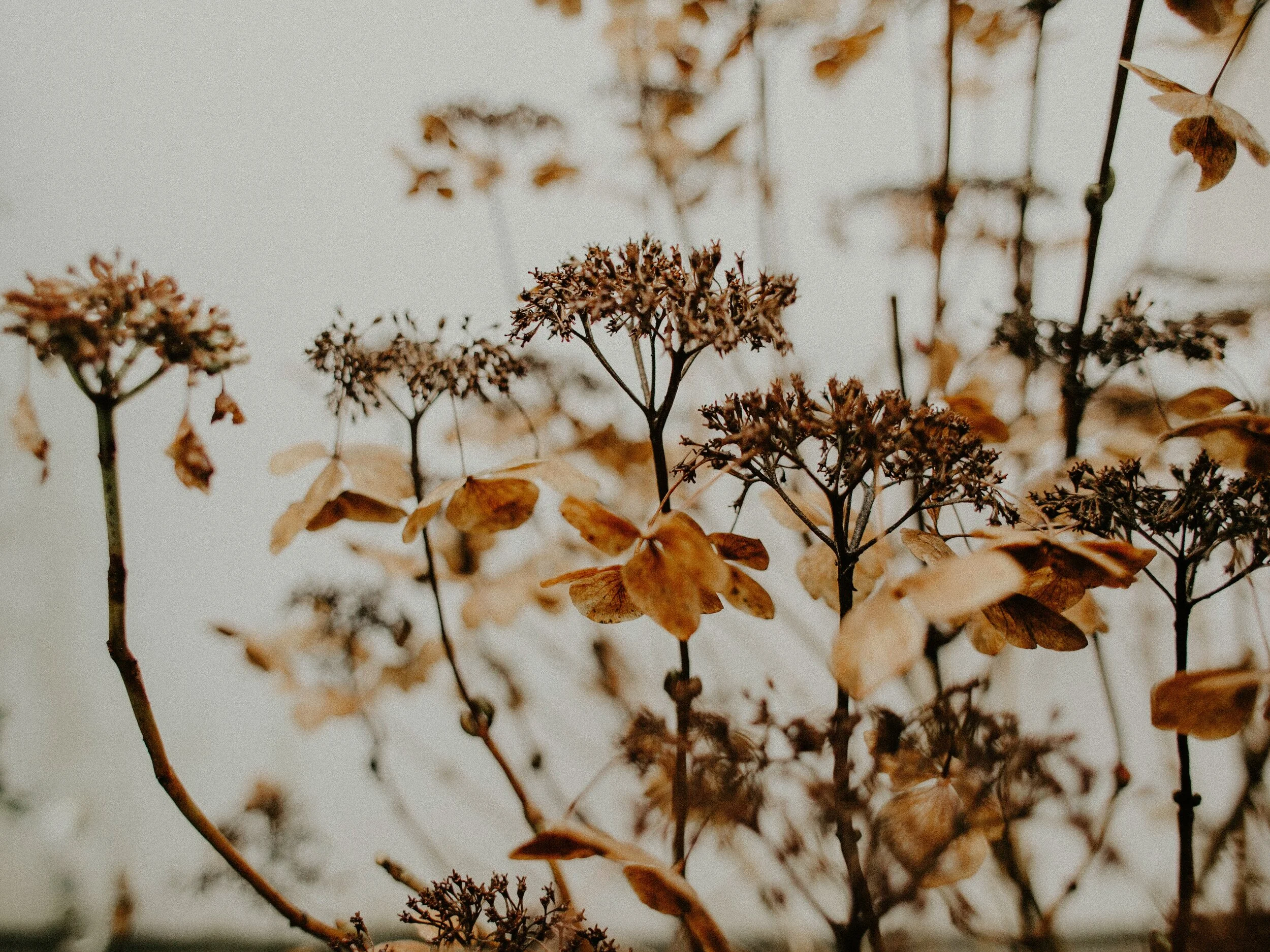 pexels-flora-westbrook-1924867.jpg