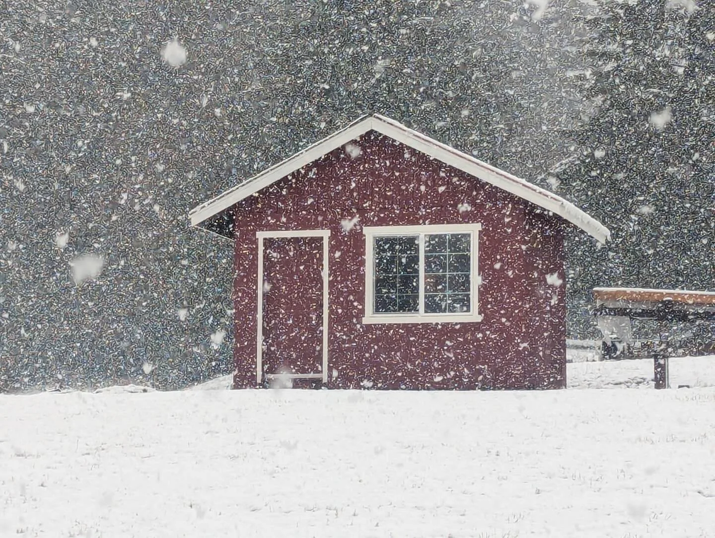 Snowy view of our little studio at Roggenkamp farm today❄️🌨️ Mom captured this cute little picture today as she was looking out the french doors of the farmhouse. Bet Mom and Dad as snug as a bug in a rug with a rip roaring fire and golden retriever