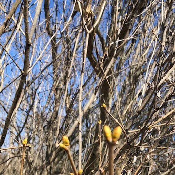 Lilac Lane Bed & Breakfast