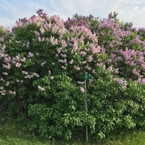 Celebrate Spring’s Promise at Lilac Lane Bed &amp; Breakfast