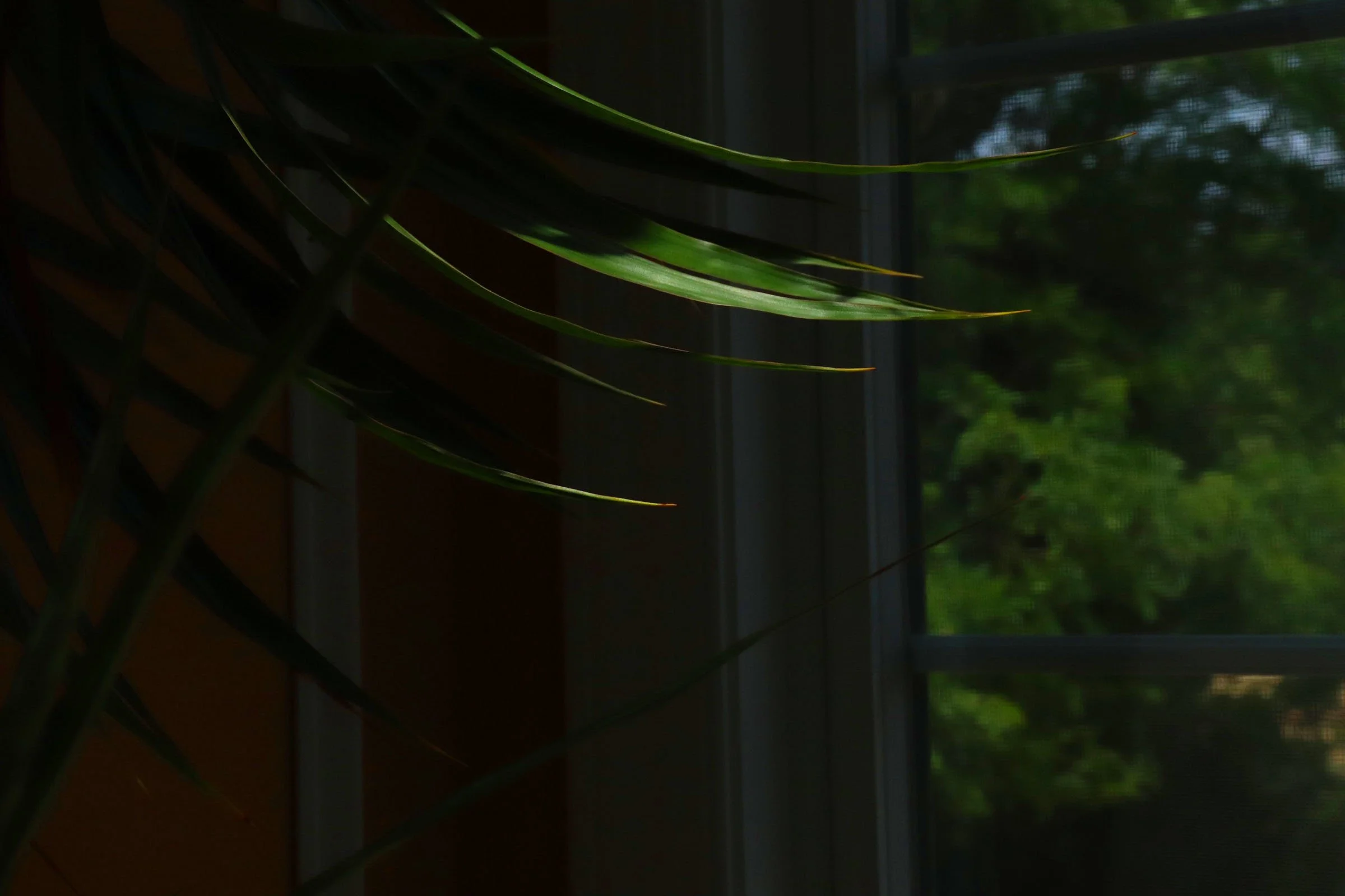 Dragon Plant Final.jpg