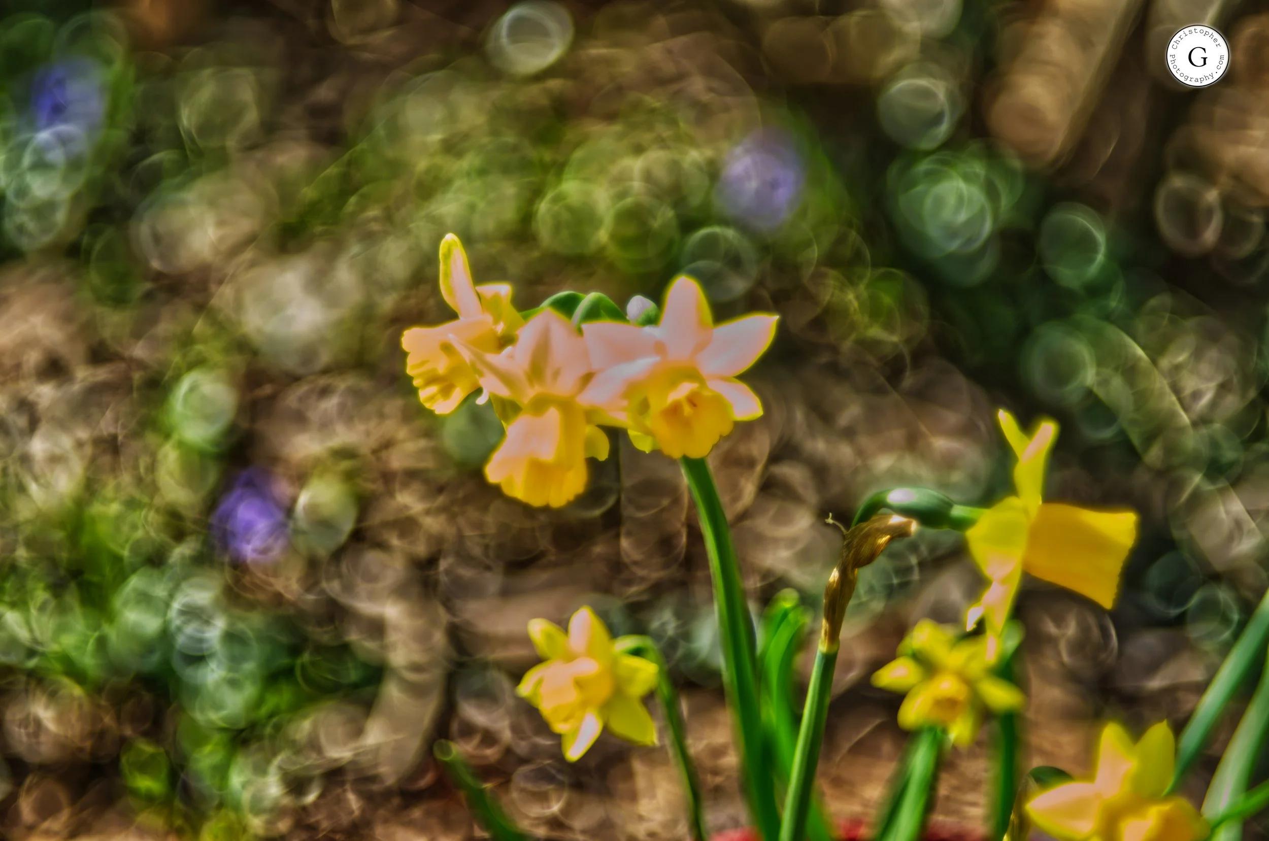 Yellow and white daffodil flowers with a bokeh background of green and purple hues.