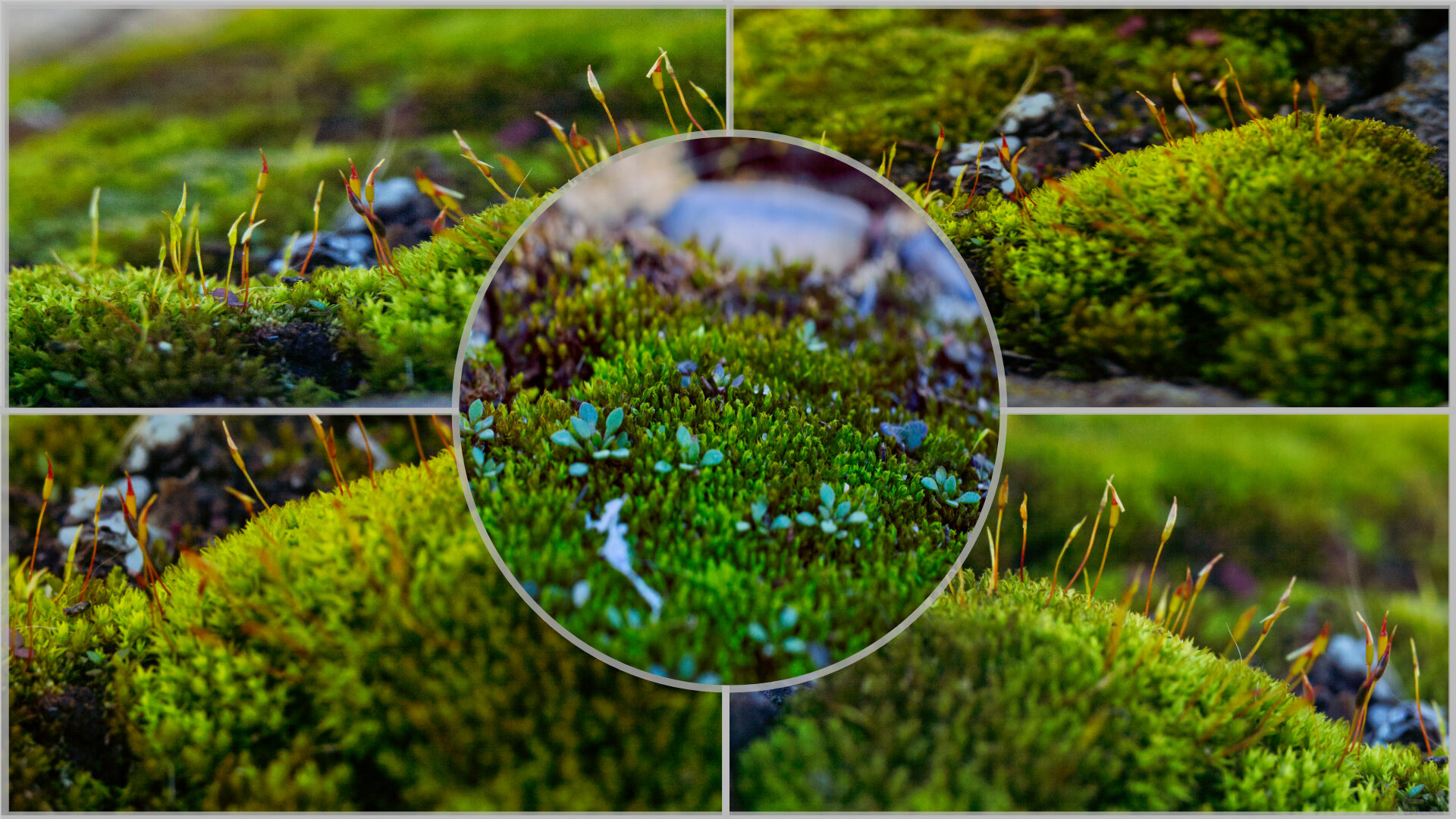 Close-up of green moss with tiny sporophyte structures and small blue-green leaves, showing detailed textures of moss. Centered focus with surrounding blurred moss.
