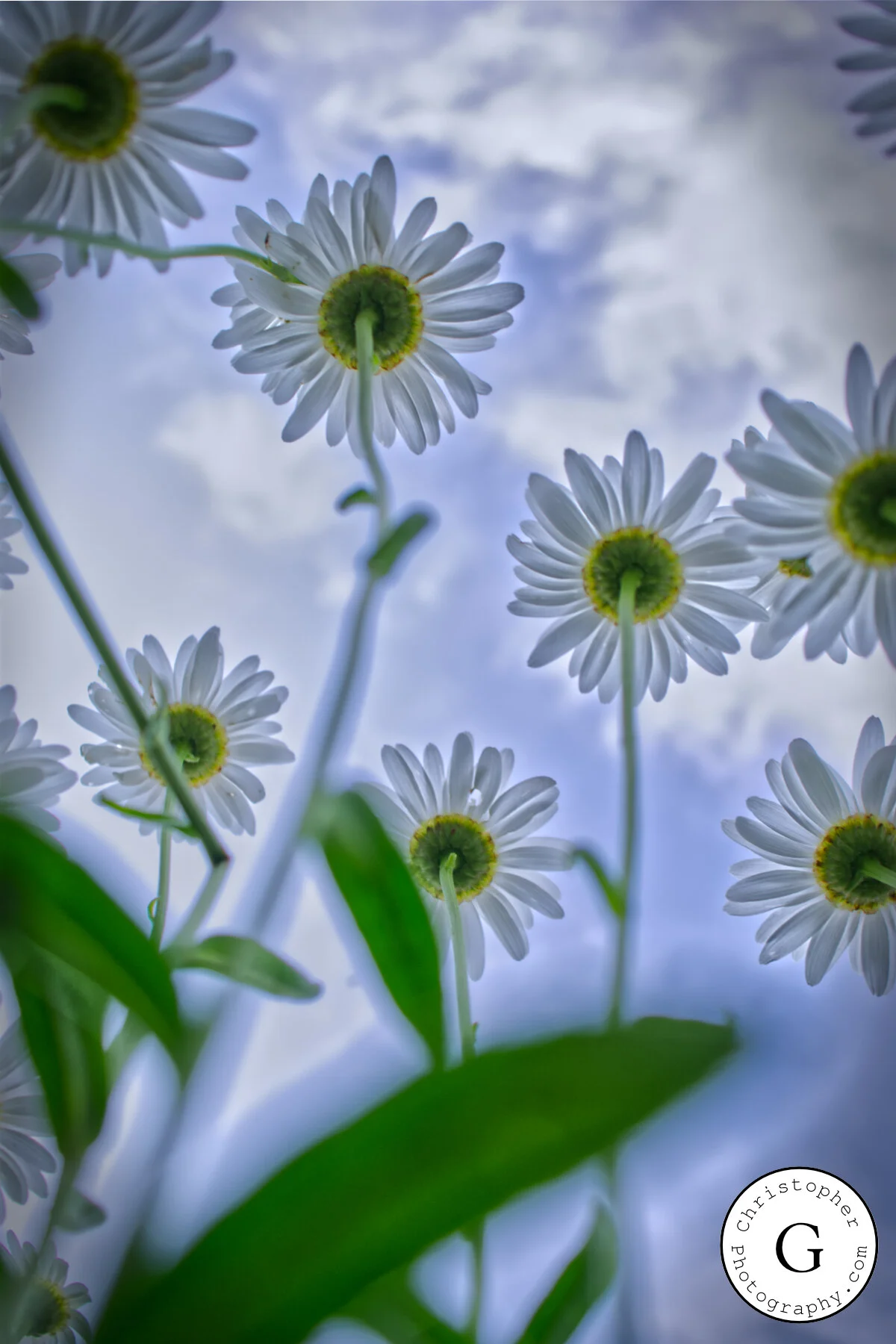 Close-up of white daisies with yellow centers and green stems against a cloudy sky.