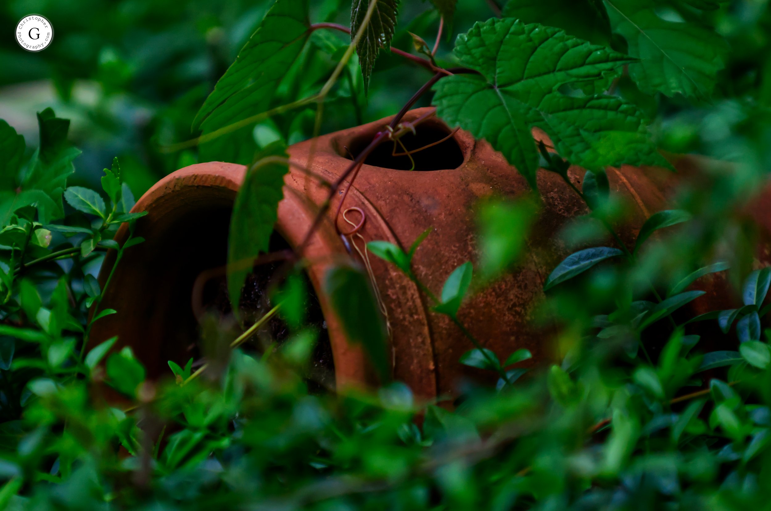 An old, abandoned clay water jug partially covered with green foliage, nestled among bushes and leaves.