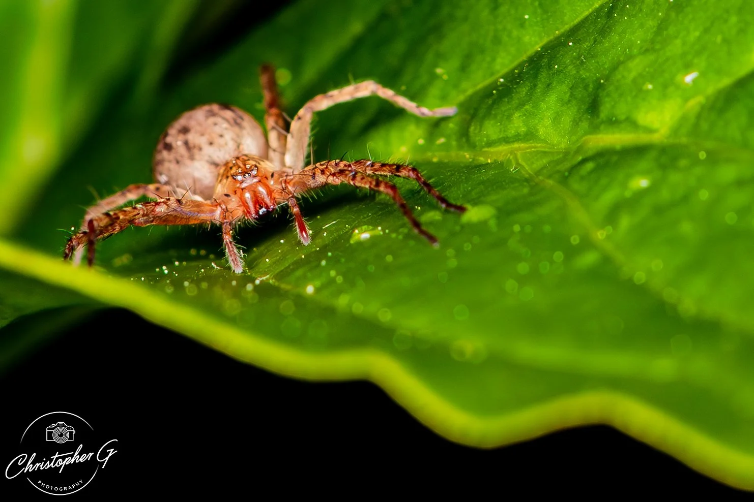 Crab Spider 1.jpg