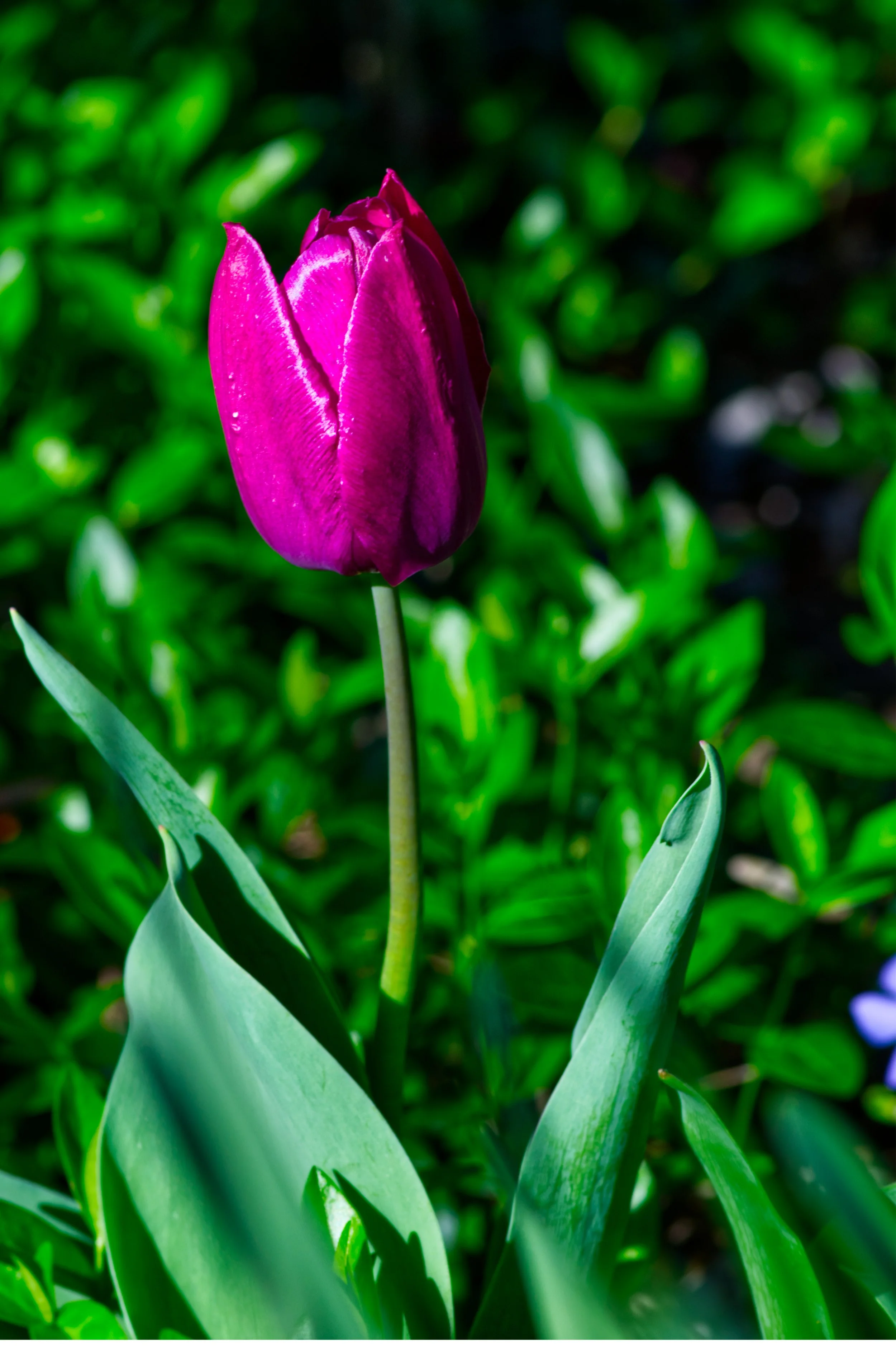 Close-up of a pink tulip flower blooming among green leaves in sunlight.