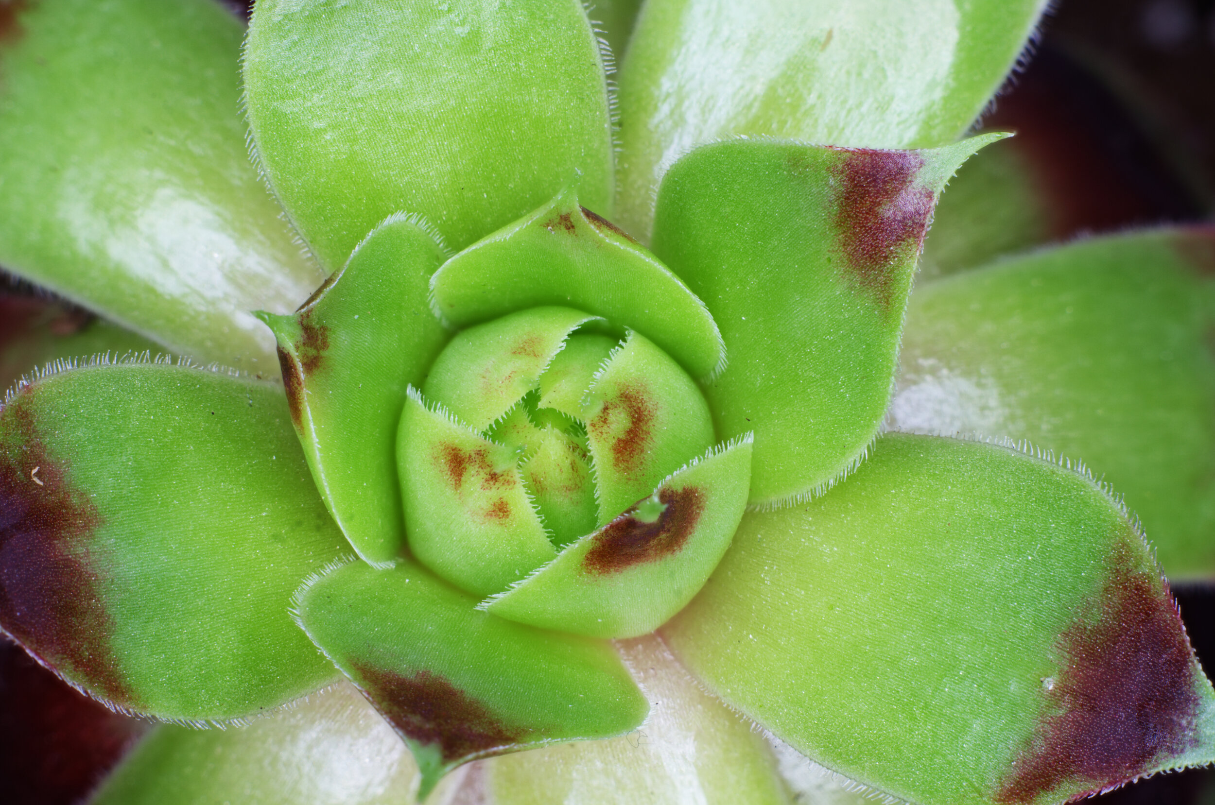 Close-up of a green succulent plant with fleshy, rounded leaves and reddish-brown spots.