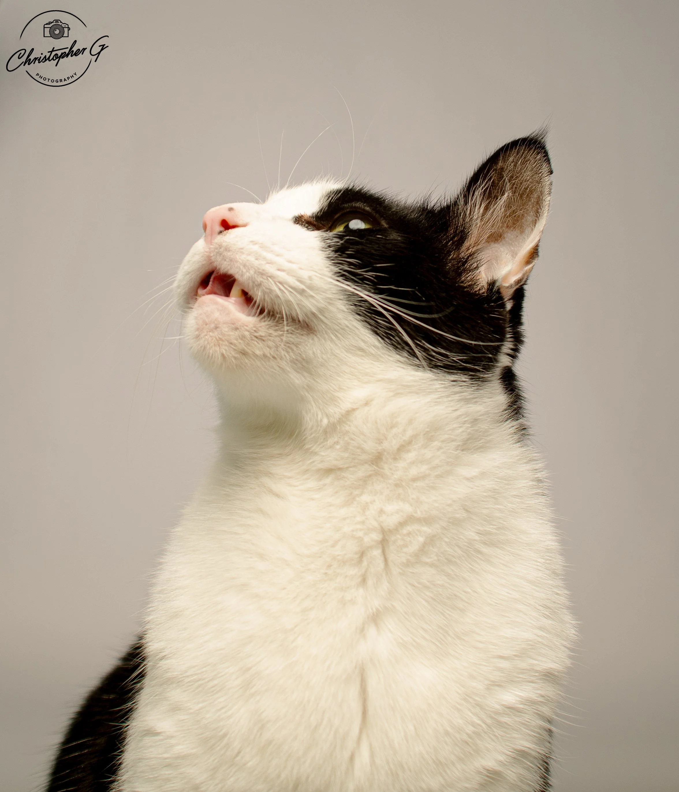 Close-up portrait of a black and white cat looking upwards with its mouth slightly open against a plain background.