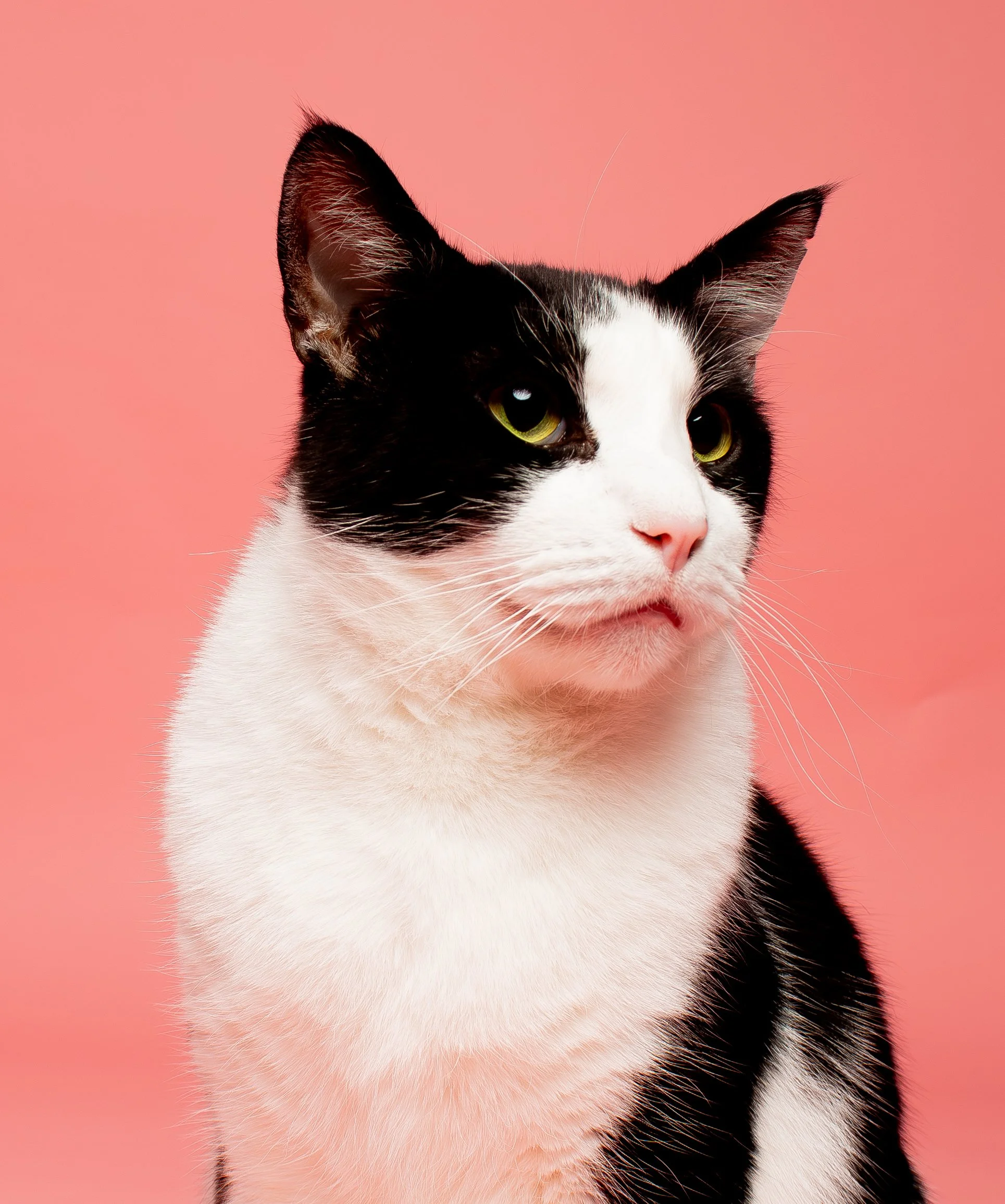 Portrait of Black and white cat with pink nose and green eyes against pink background.