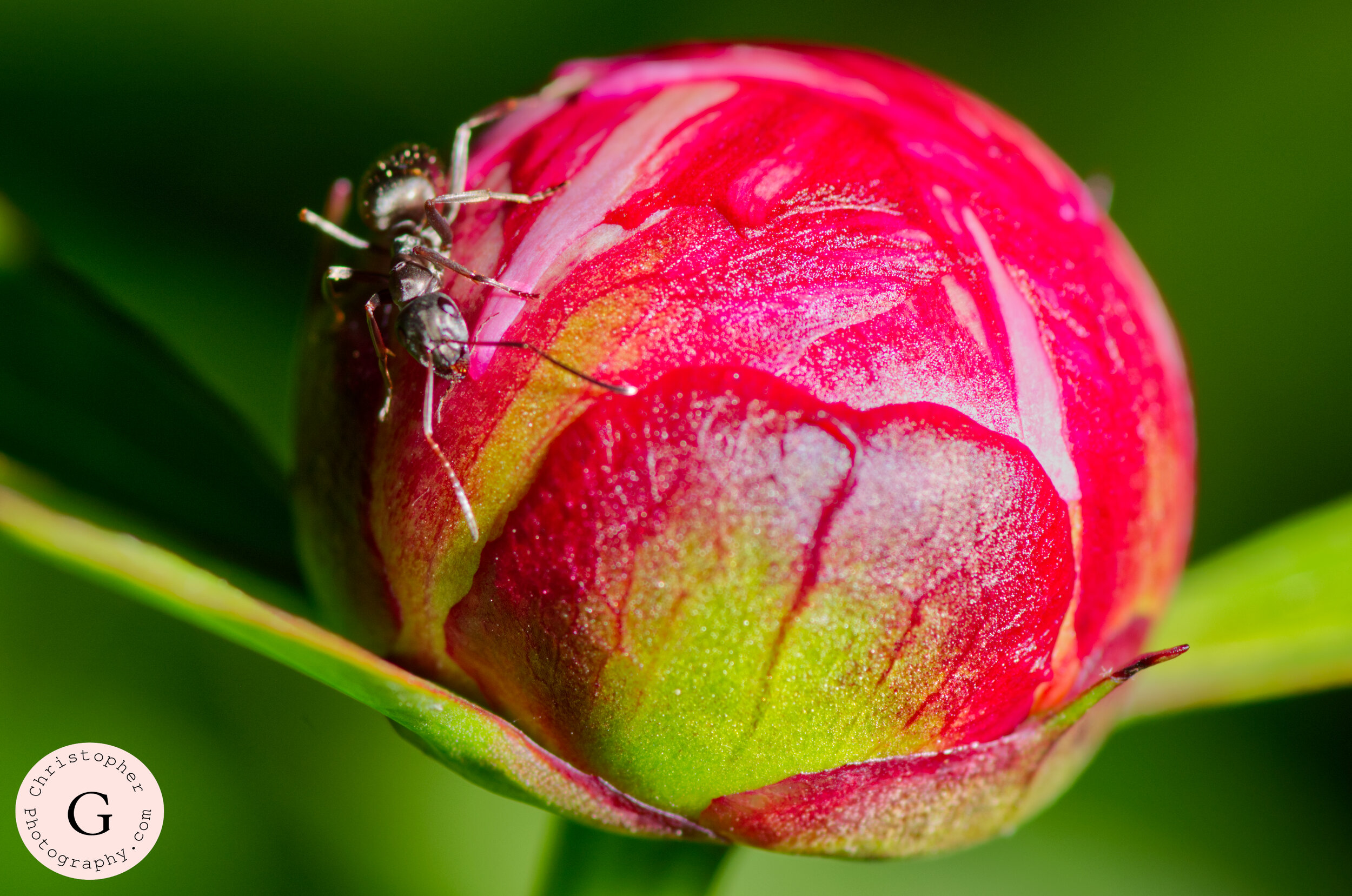 Close-up of a pink and green flower bud with two black ants on its surface.