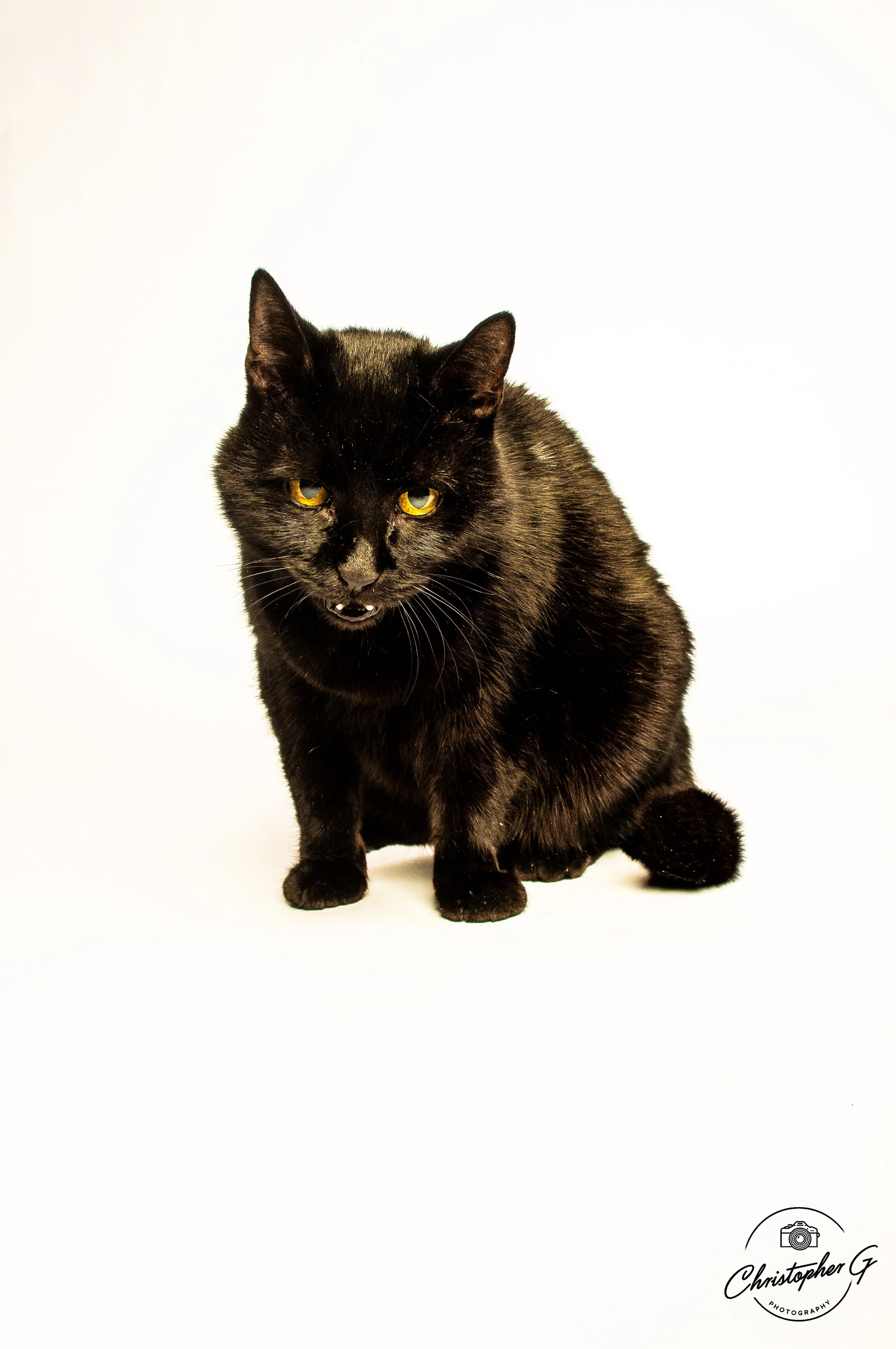 Portrait of Black cat with yellow eyes sitting on a white background, looking slightly upward.