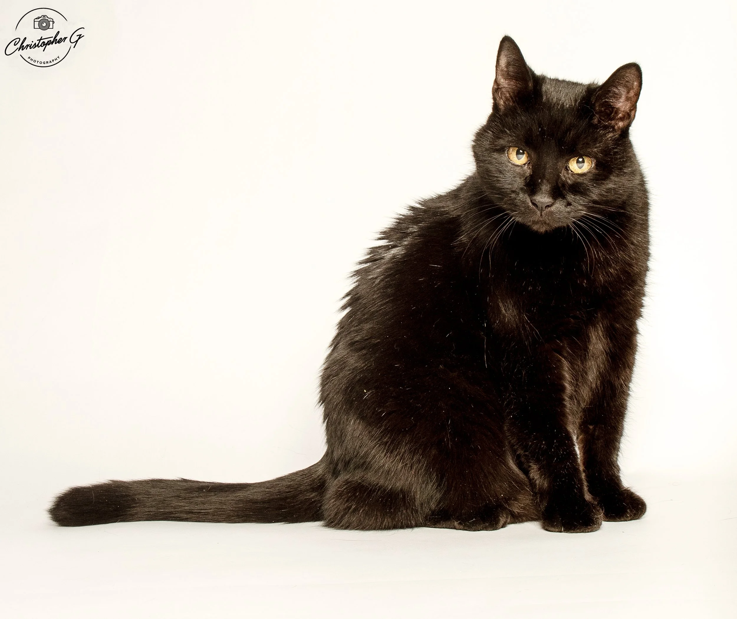 Portrait of Black cat sitting on a white background, looking directly at the camera.