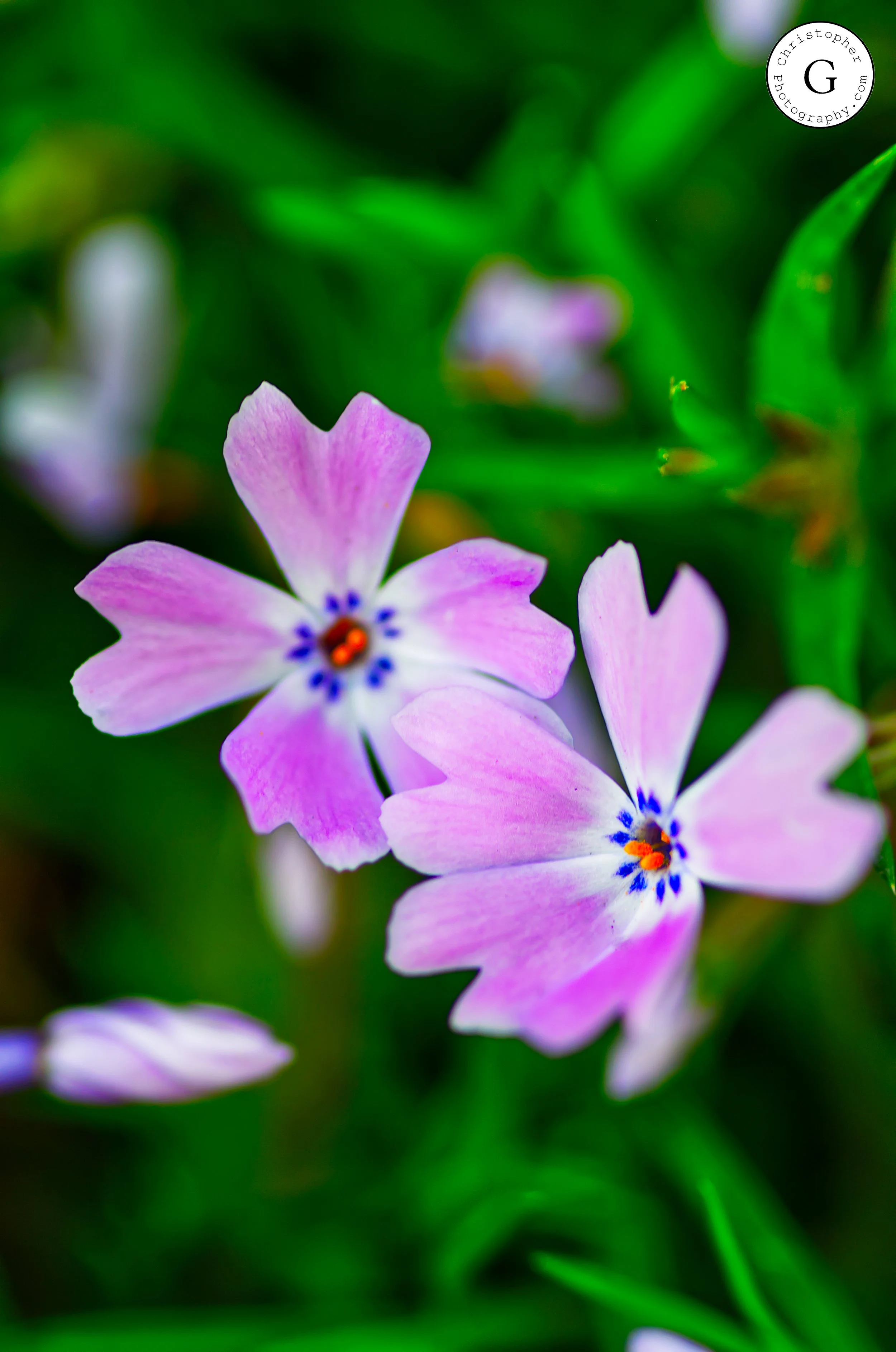 Close-up of purple and white flowers with dark blue center and red pollen, surrounded by green leaves.