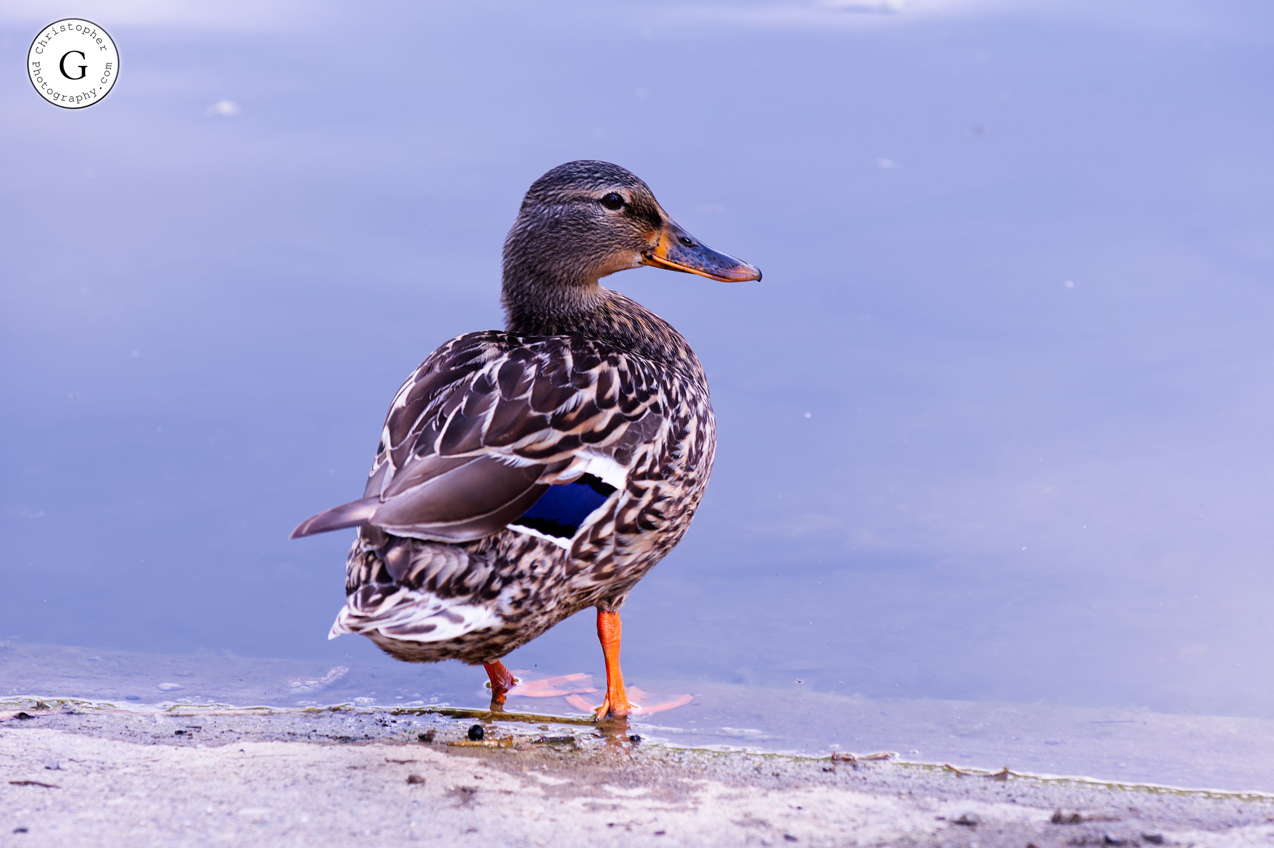 Female Mallard looking back.jpg